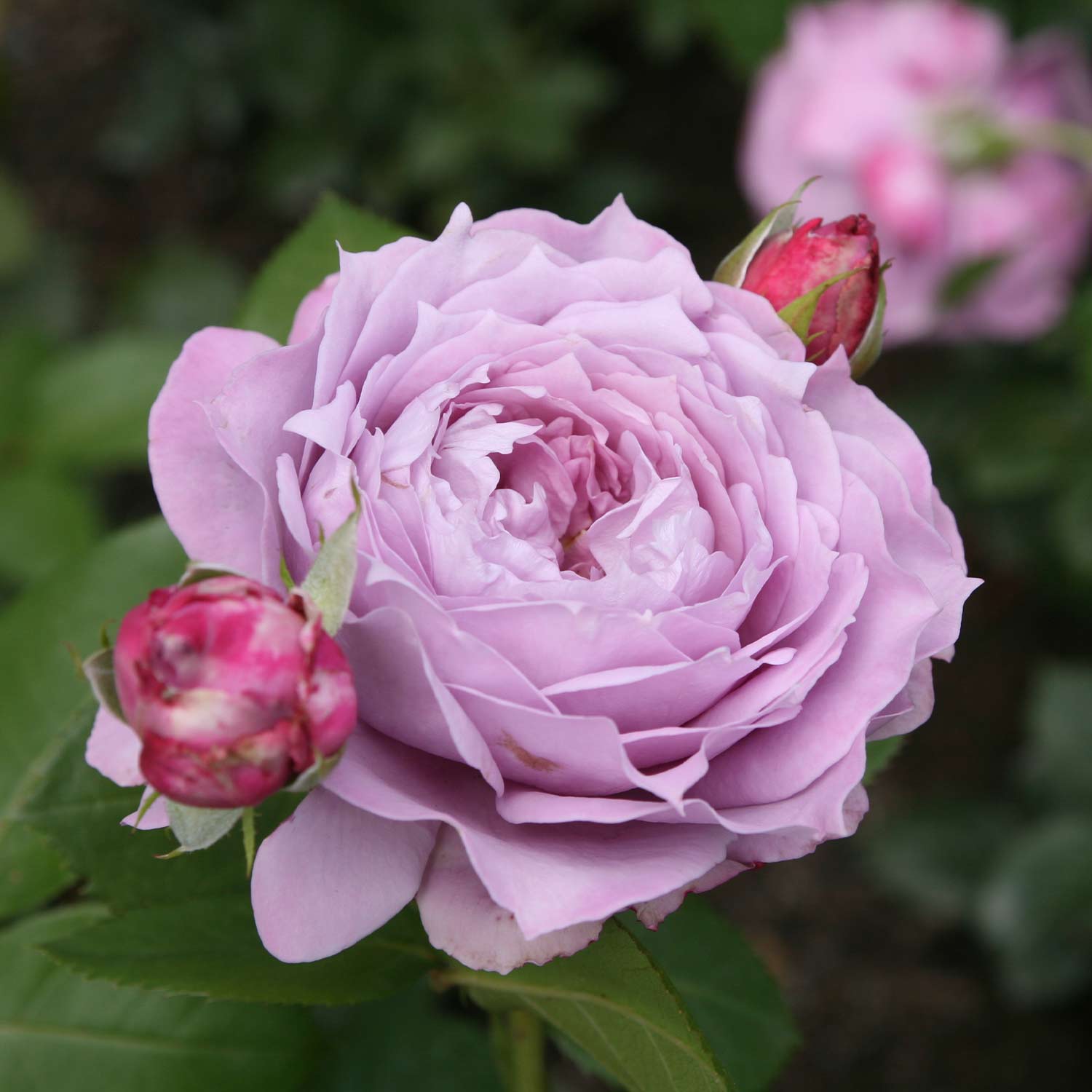 Nostalgische Rose 'Novalis®' - ADR-Rose, 5 Liter, A-Qualität, 3 starke Triebe Liefergröße: drei starke Triebe