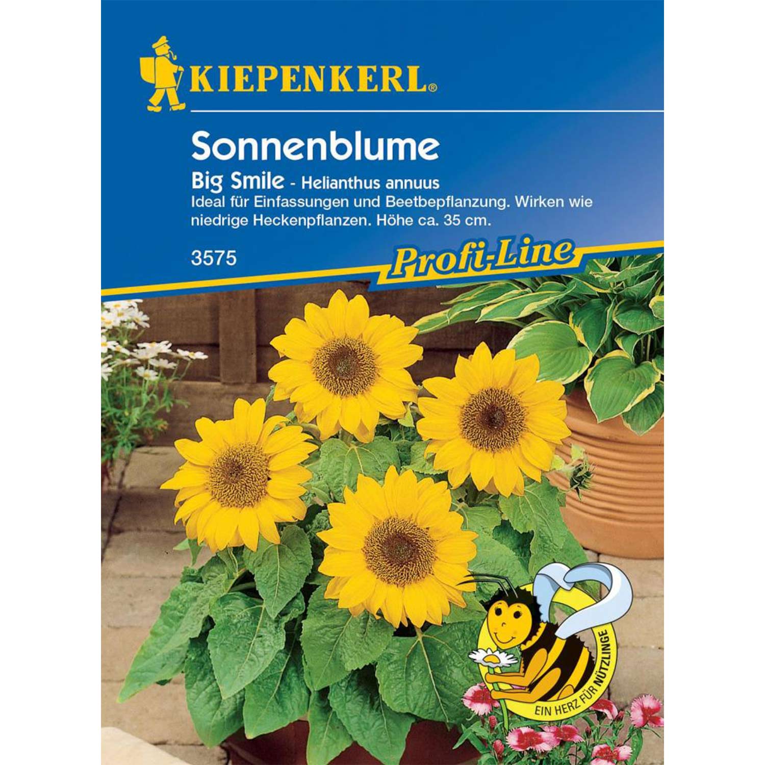 Zwerg-Sonnenblume 'Big Smile' Lieferform: Portionssaatgut