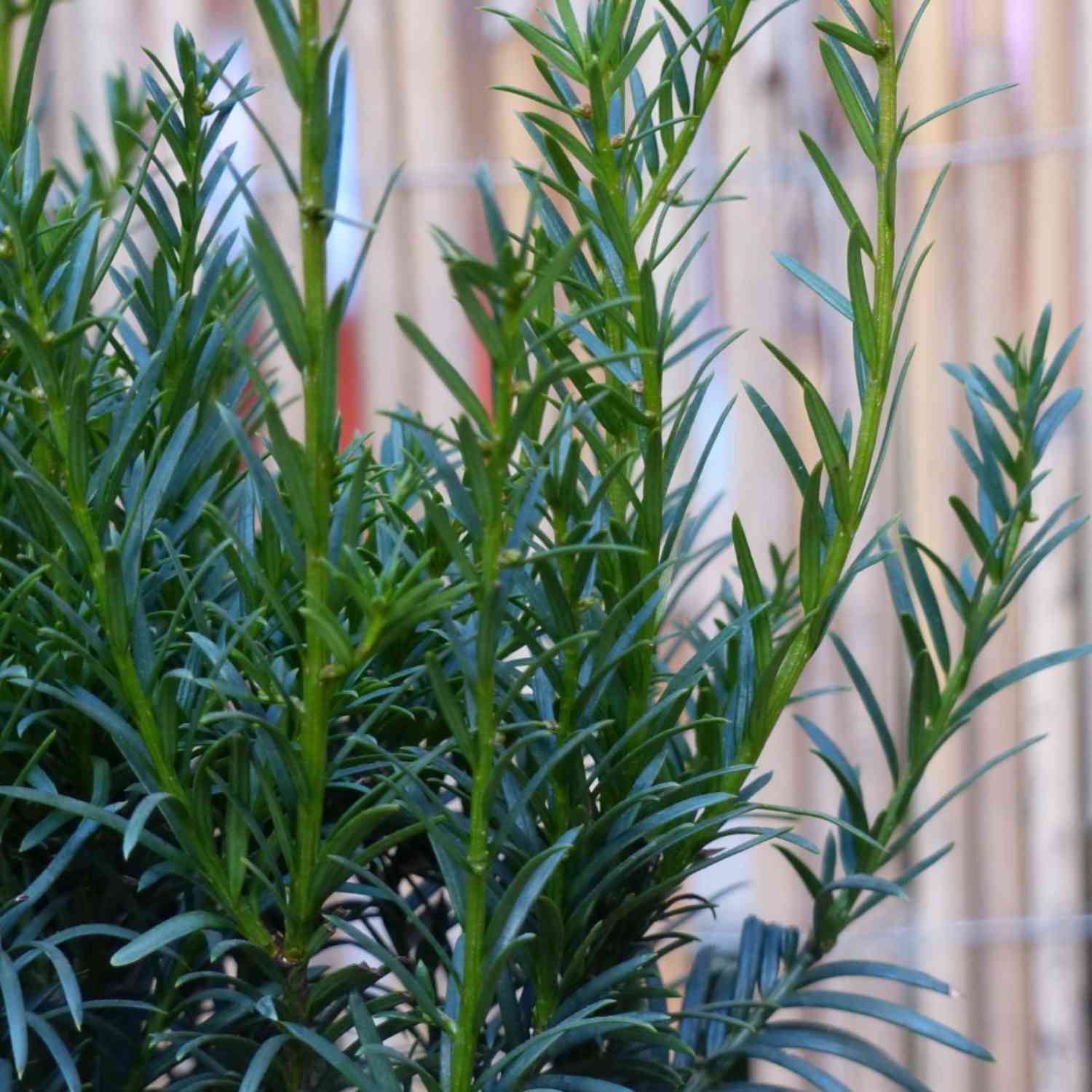 Eibe 'Groenland'