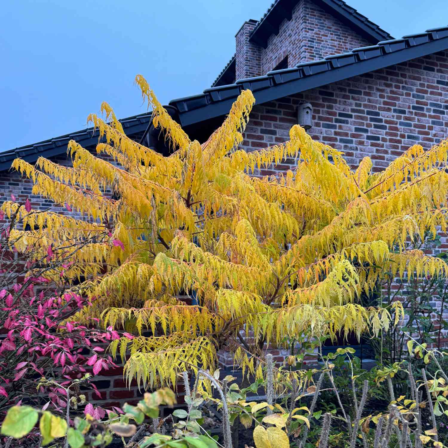 Essigbaum 'Tiger Eyes'