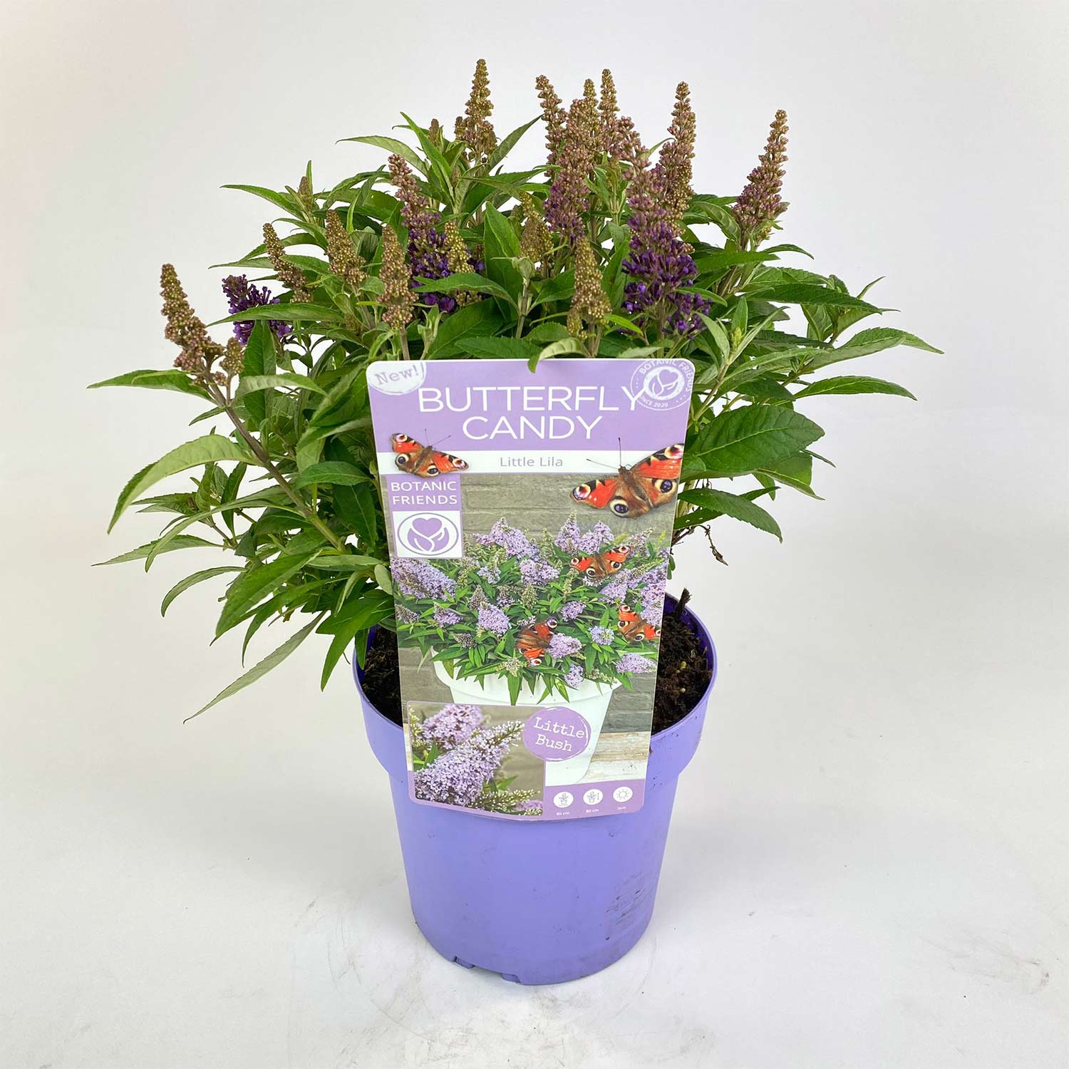 Zwerg-Schmetterlingsflieder 'Butterfly Candy® Little Lila', 3 Liter, 30 - 40 cm Liefergröße: 30 - 40 cm