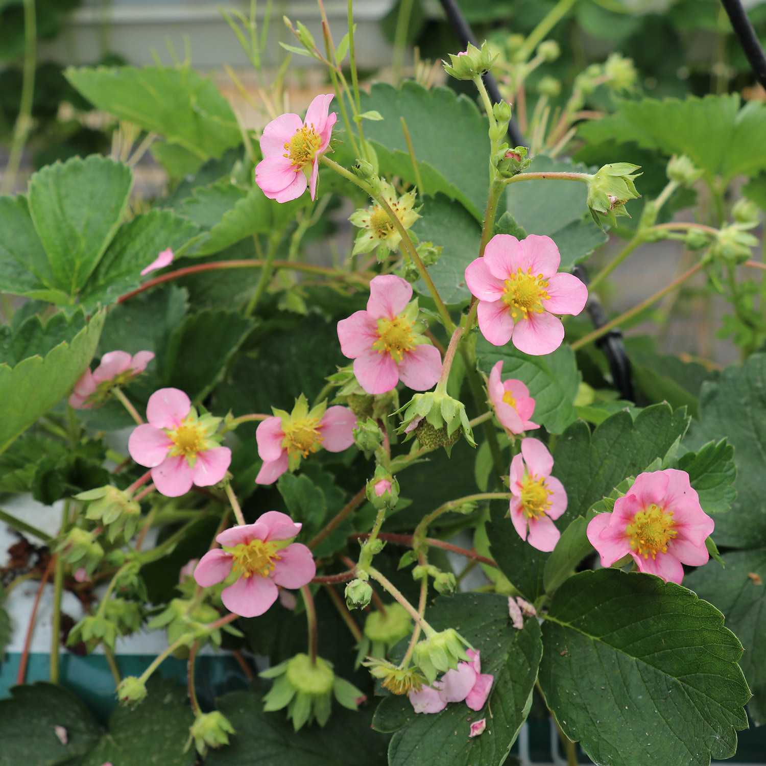 Beeren - Gourmeterdbeere 'Double Pleasure® Delirose® Lieferform: Im 2 Liter Topf - Fragaria hybrid 'Double Pleasure Delirose'