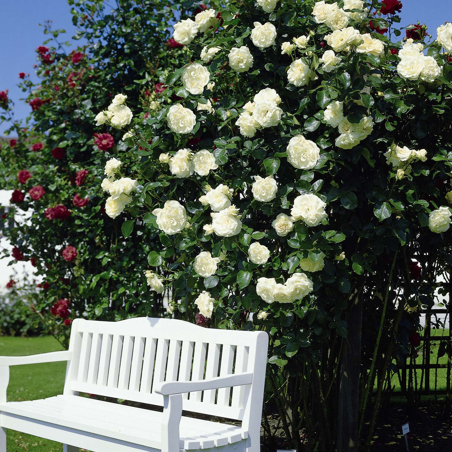 Kletterrose 'Schneewalzer®', Wurzelnackte Pflanze, 2 - 3 starke Triebe, A-Qualität Liefergröße: mind. 3 starke Triebe