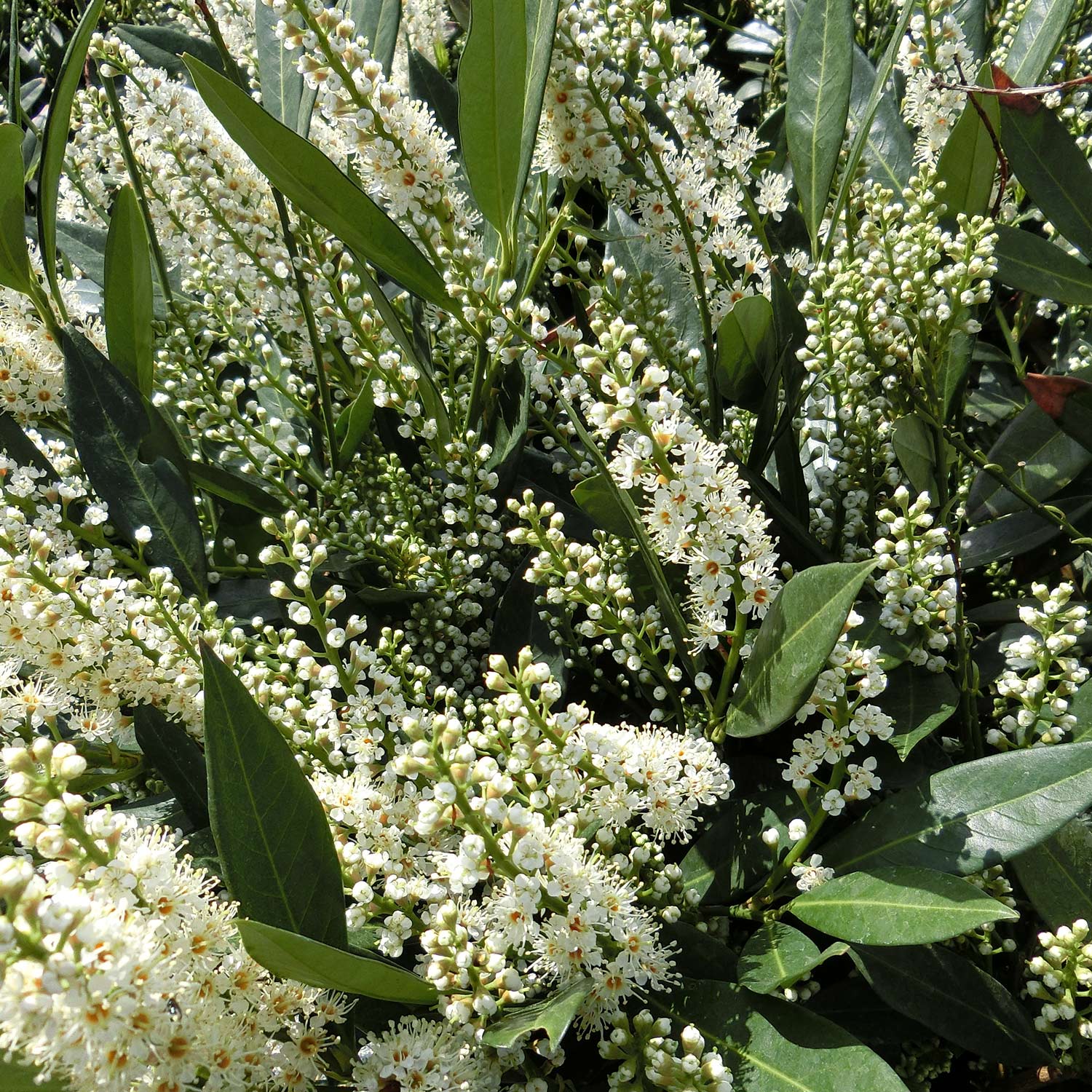 Kirschlorbeer 'Herbergii' Kirschlorbeer 'Herbergii'