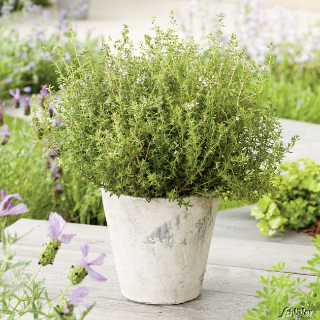 Thymian 'Evergreen Compact' Thymian 'Evergreen Compact'