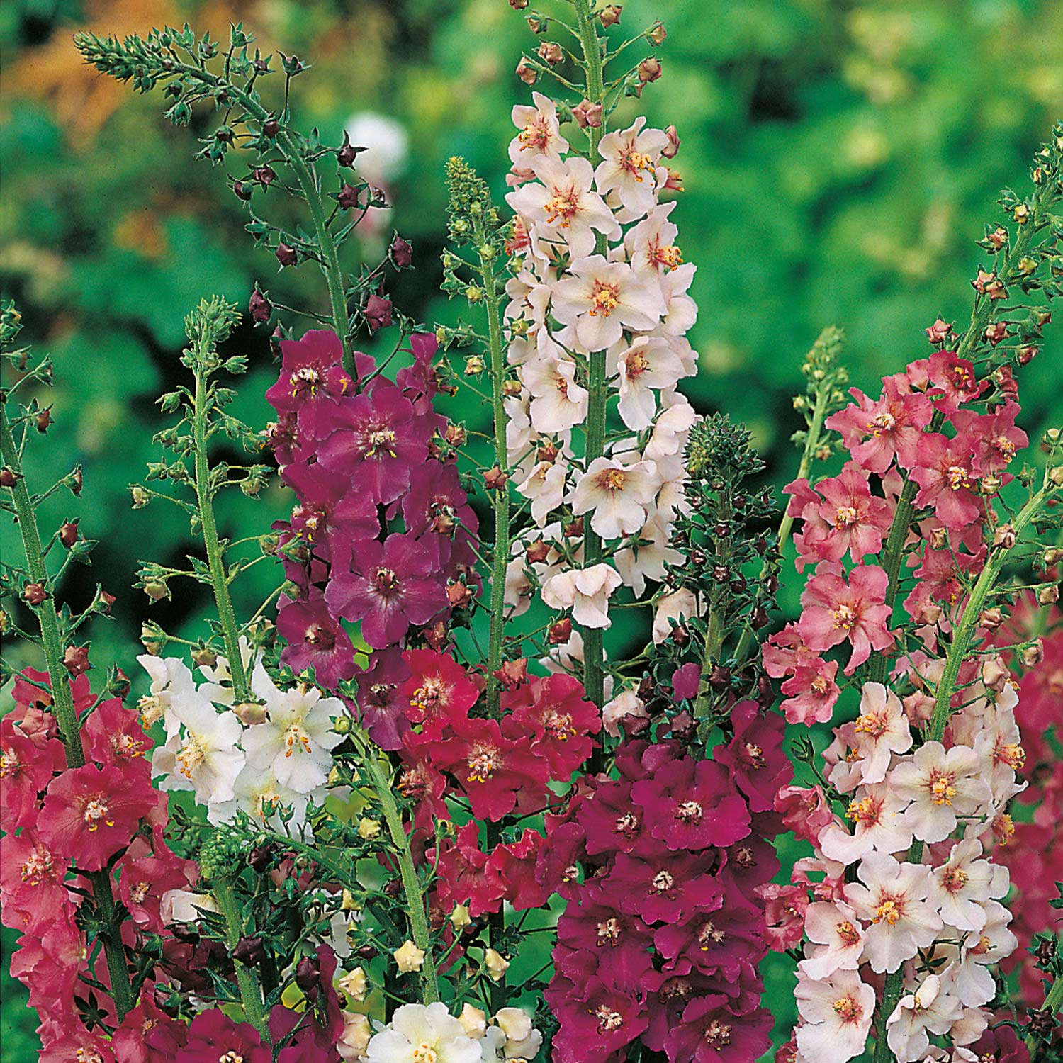 Kategorie <b>Stauden </b> - Königskerzen Mischung - 3 Stück Liefergröße: , 3 Stück - Verbascum