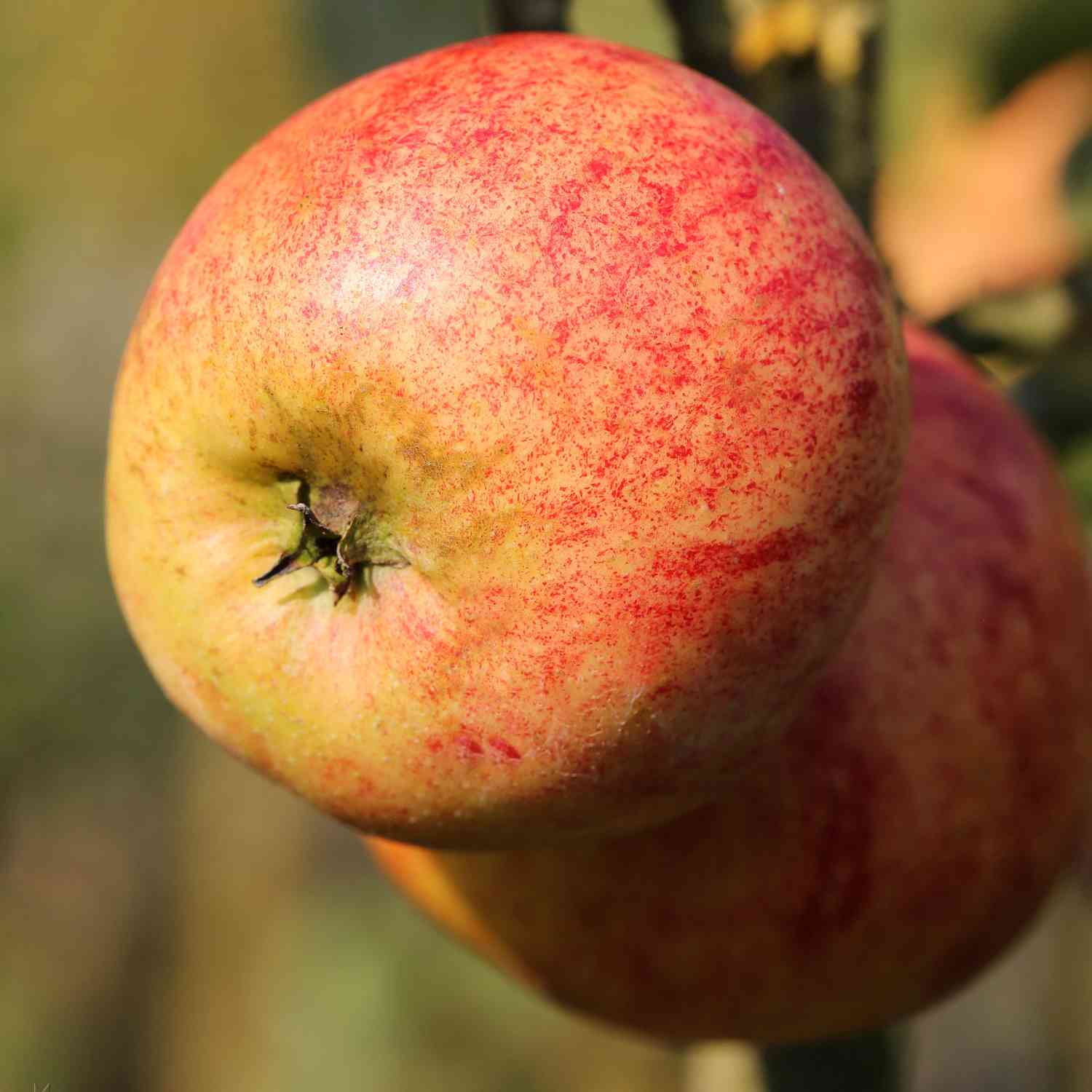 Apfel 'Roter Gravensteiner'