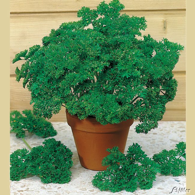 Kategorie <b>Kräuter-Samen </b> - Krause Petersilie 'Mooskrause 2 / Grandeur' Powersaat Lieferform: Portionssaatgut - Petroselinum crispum 'Mooskrause 2 / Grandeur'