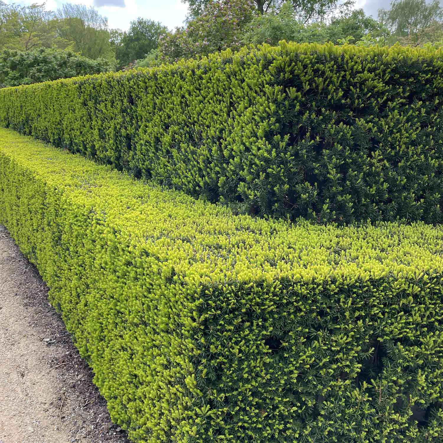 Europäische Eibe Europäische Eibe