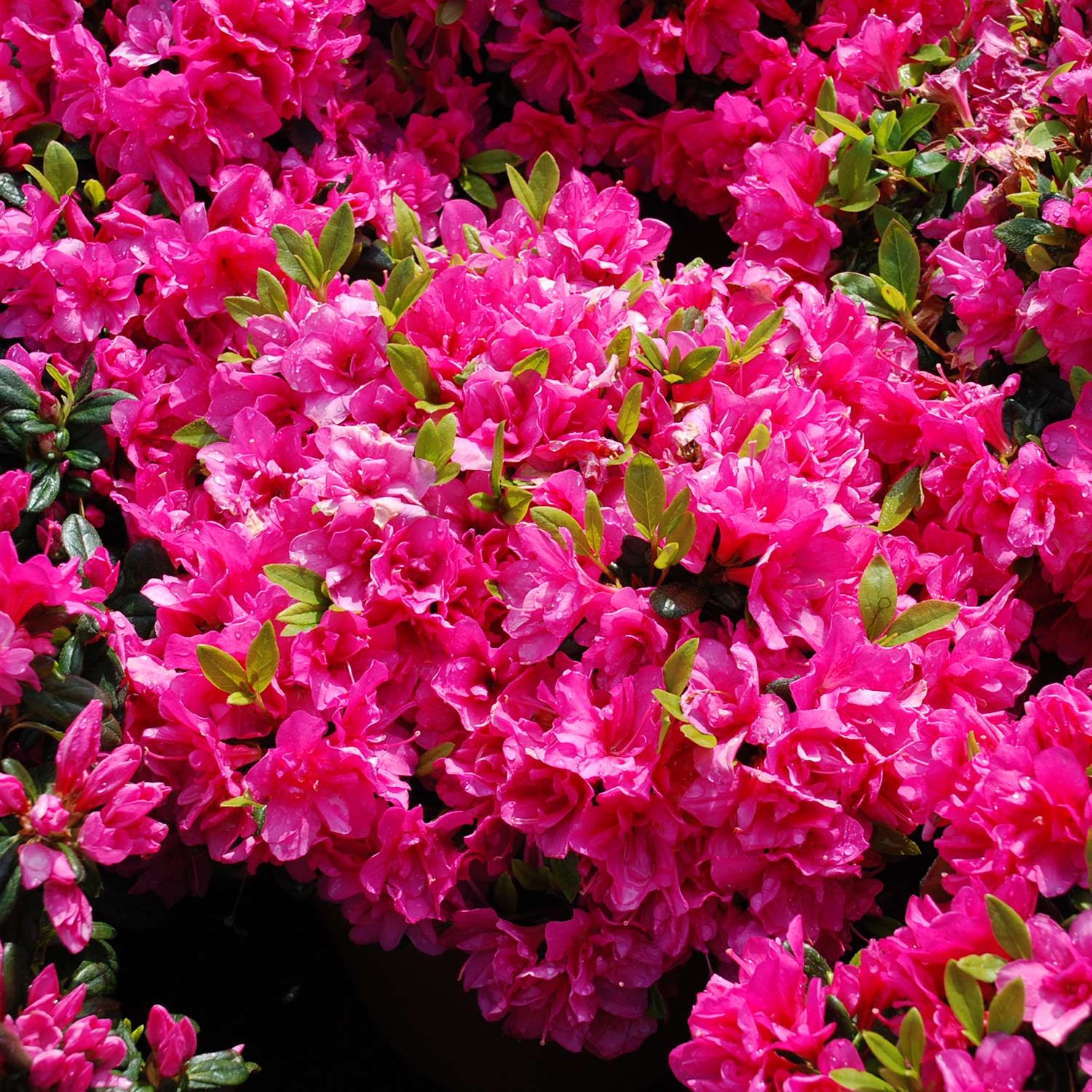 Japanische Azalee 'Melina', 2 - 3 Liter, 20 - 25 cm Liefergröße: 20 - 25 cm