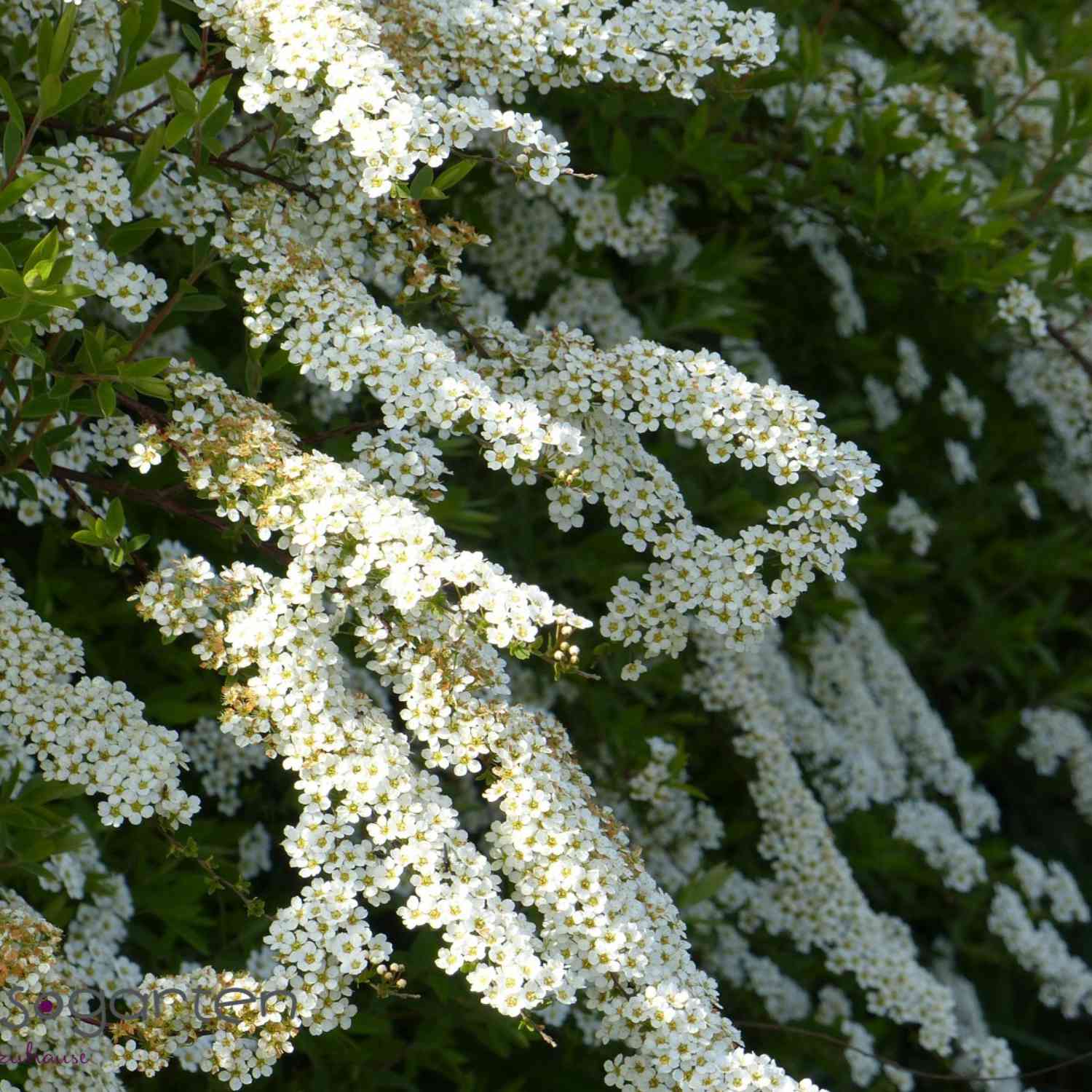Weiße Rispenspiere 'Grefsheim'