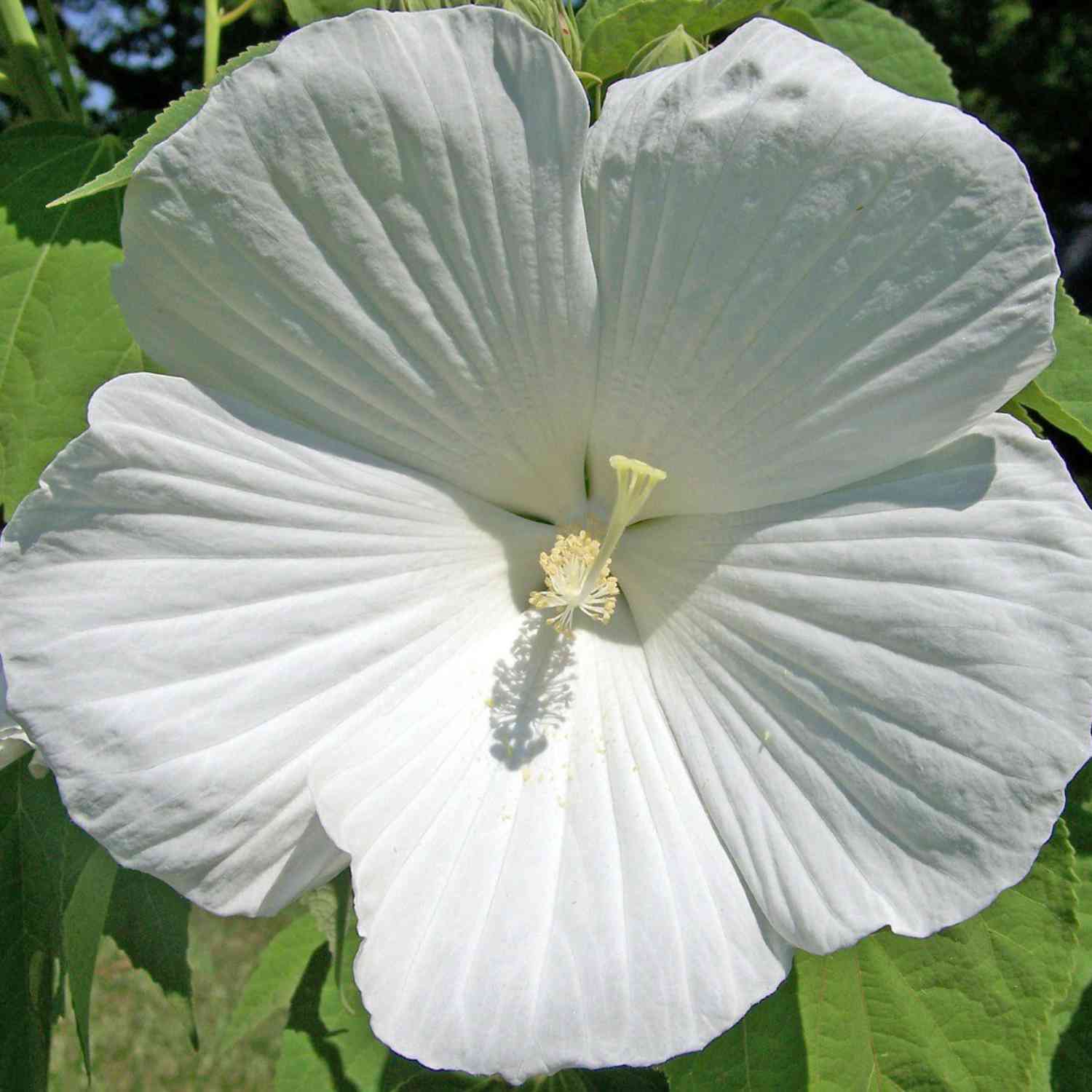 Garteneibisch 'Diana'