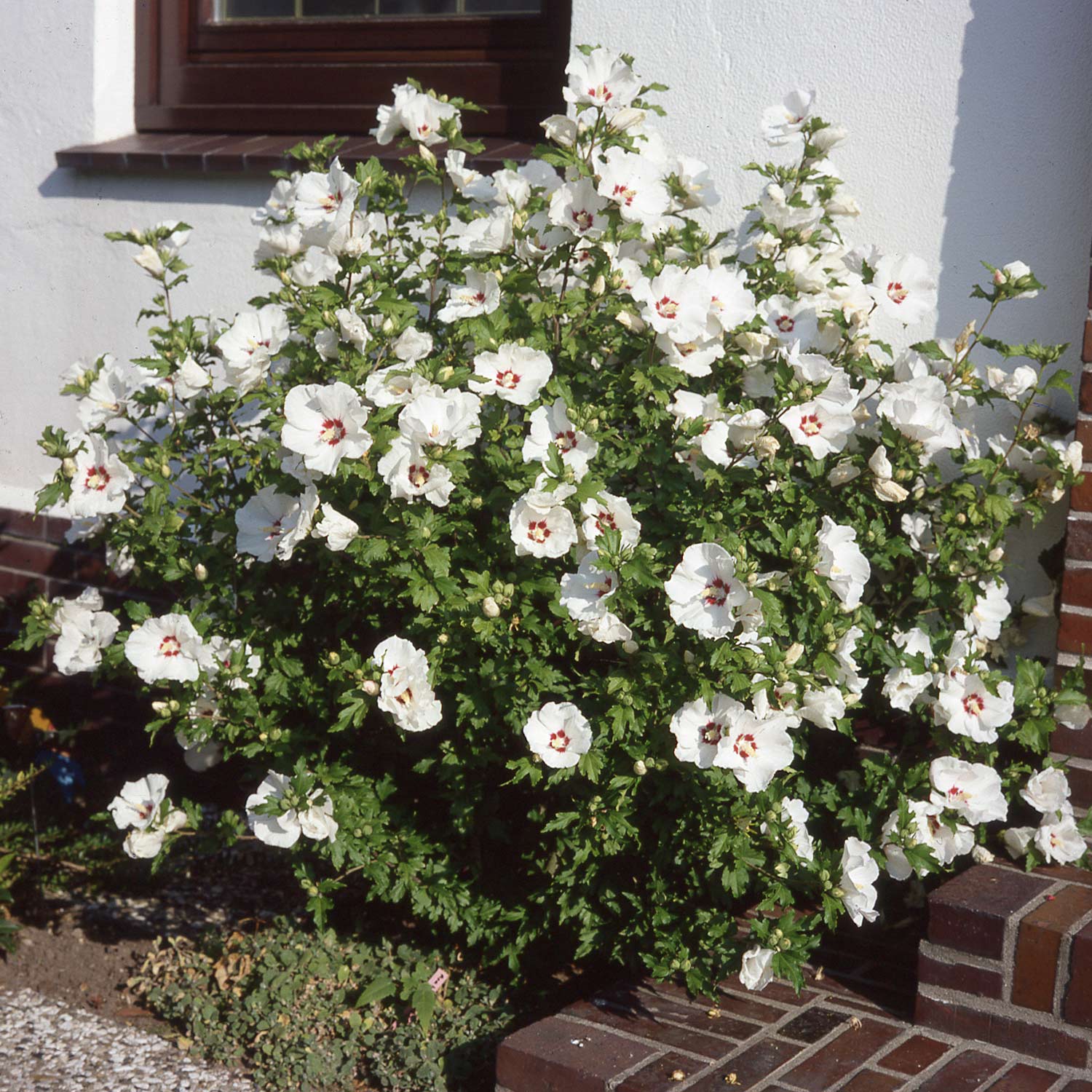  Hibiscus 'Red Heart', 5 Liter, 60 - 80 cm Liefergröße: 60 - 80 cm - Hibiscus syriacus 'Red Heart'