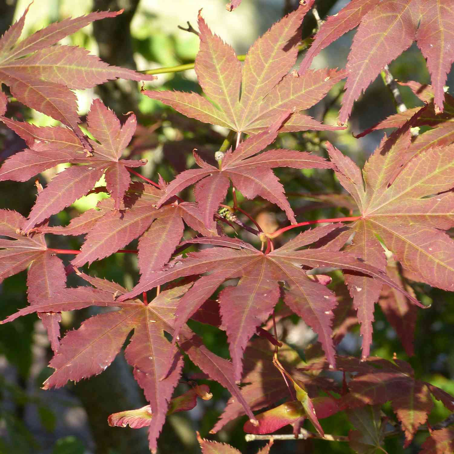 Roter Fächerahorn 'Atropurpureum'