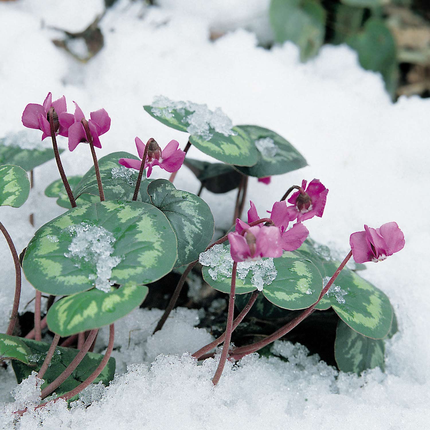 Rosa Frühlings-Alpenveilchen Lieferform: Im 9 cm Topf