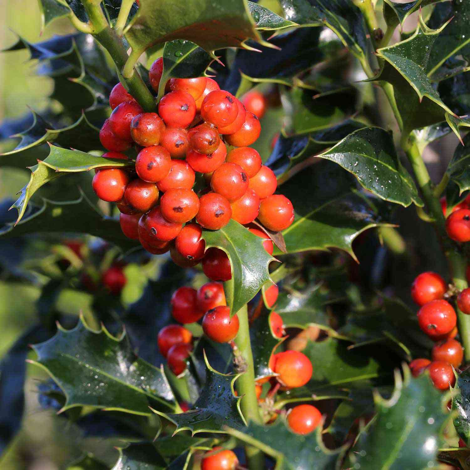 Stechpalme 'Alaska' Stechpalme 'Alaska'