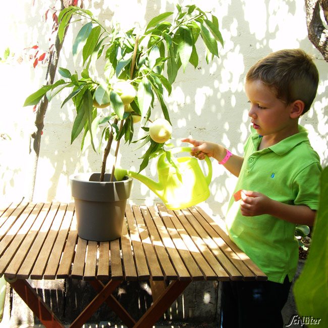 Weißer Pfirsich 'Icepeach' Weißer Pfirsich 'Icepeach'