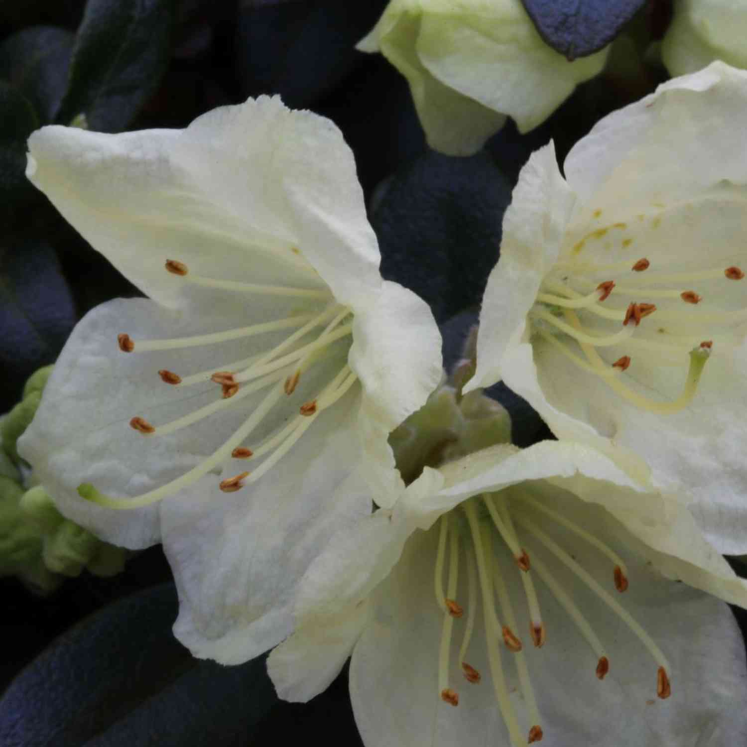 Zwerg-Rhododendron 'Wren'