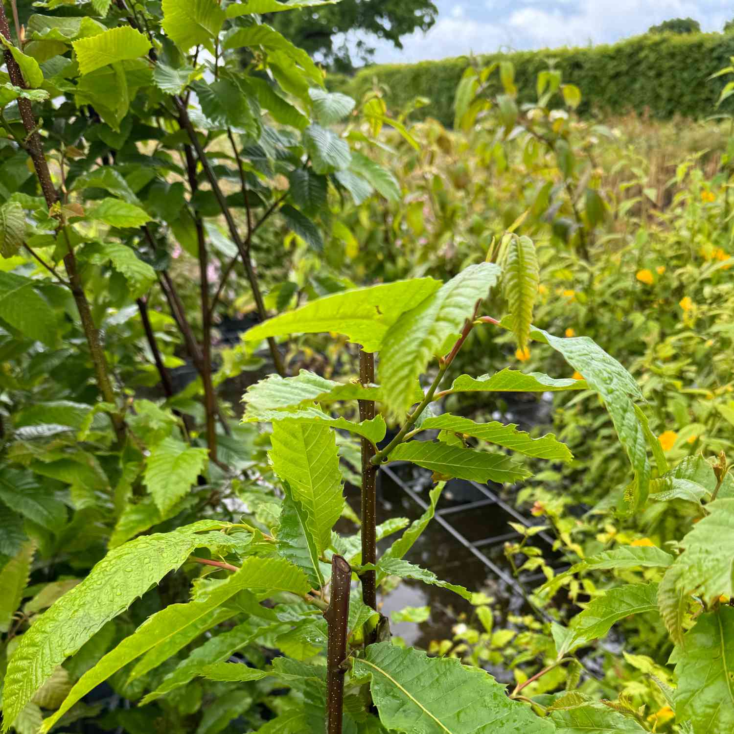 Blumenesche