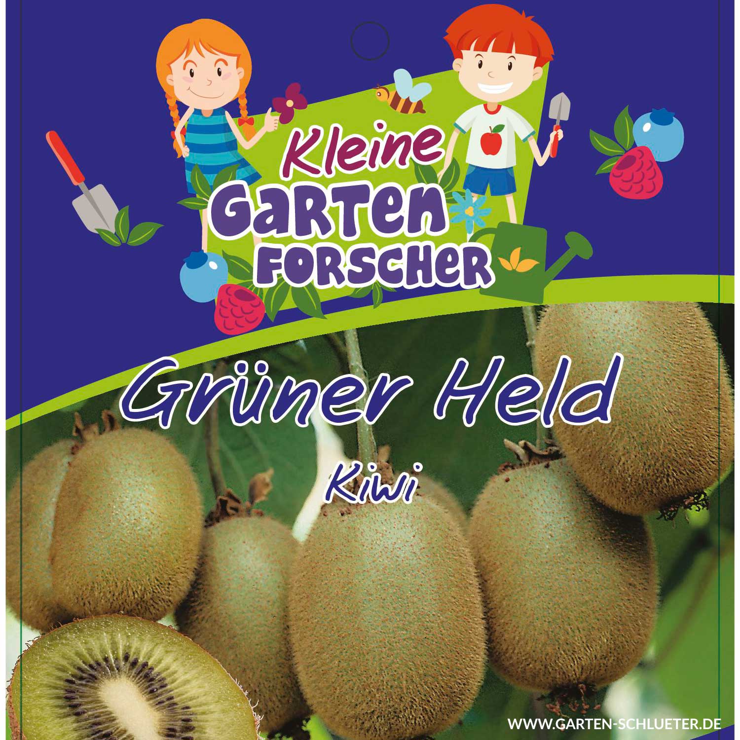 Kletterpflanzen - Kiwi 'Grüner Held' Kleine Gartenforscher Lieferform: Im 2 Liter Topf - Actinidia chinensis