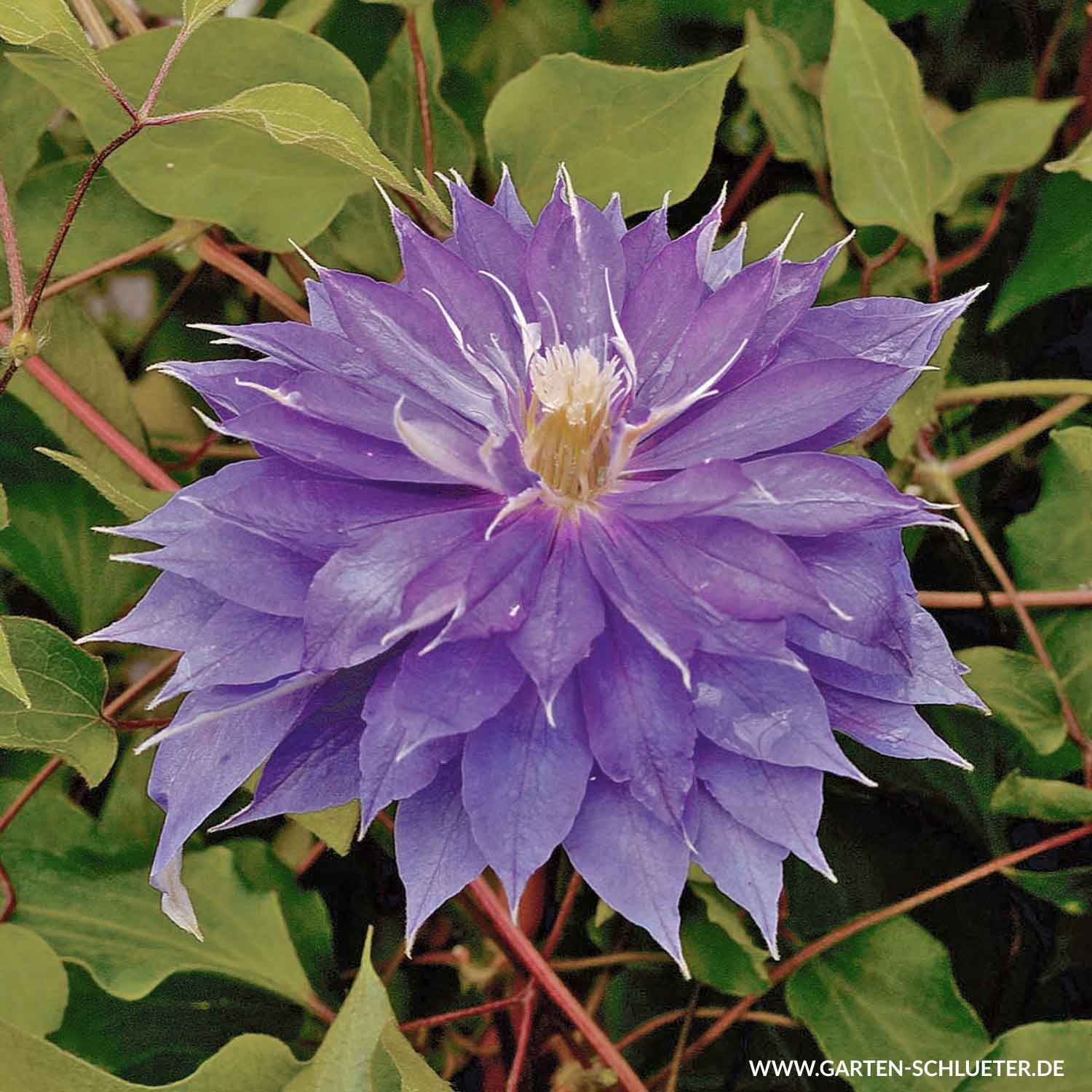 Clematis 'Diamantina® TM Evipo 039 (N)' Liefergröße: 60 - 100 cm