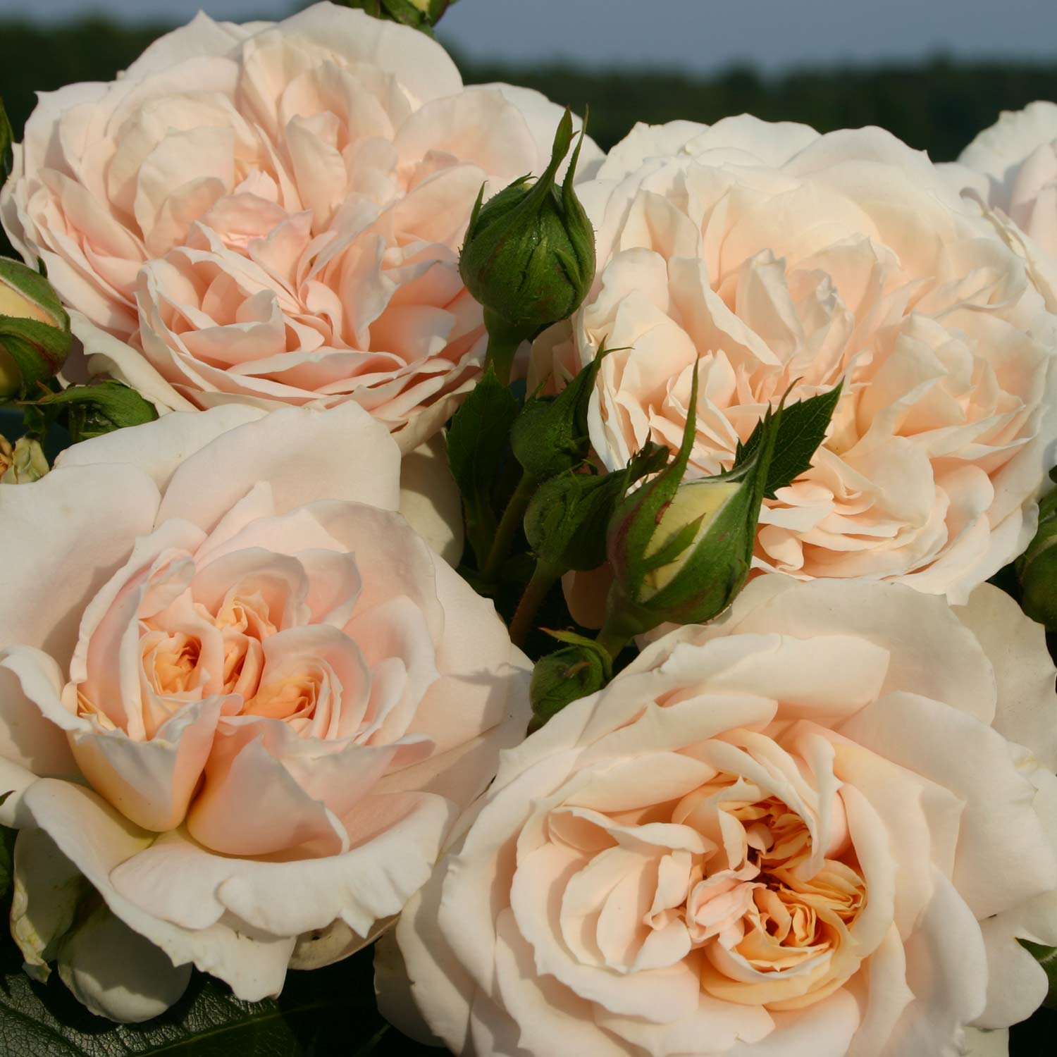 Kategorie <b>Produkt ohne Kategoriezuordnung </b> - Beetrose 'Lions-Rose®' 6 Liter Container Lieferform: Im 6 Liter Topf - Rosa 'Lions-Rose®'