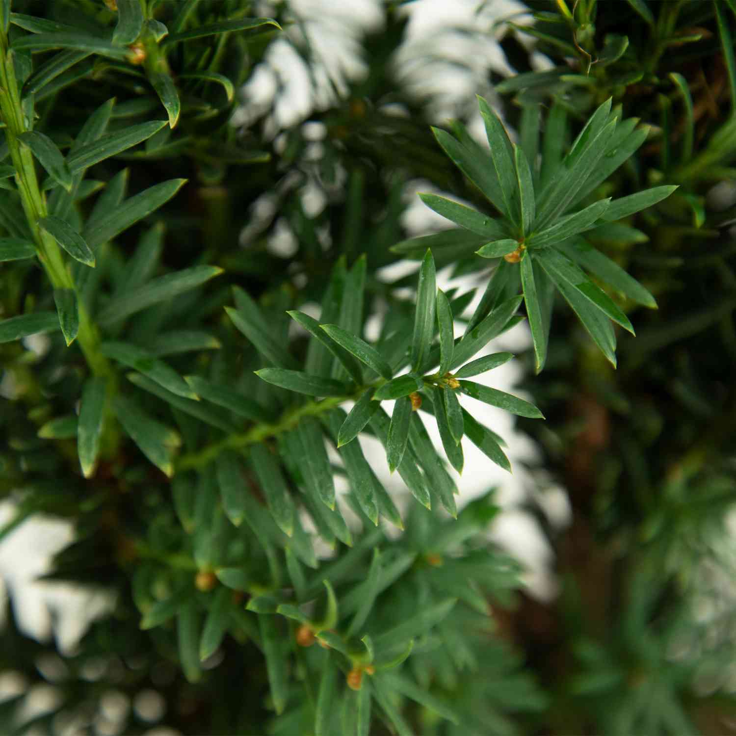 Eibe 'Hillii' Eibe 'Hillii'