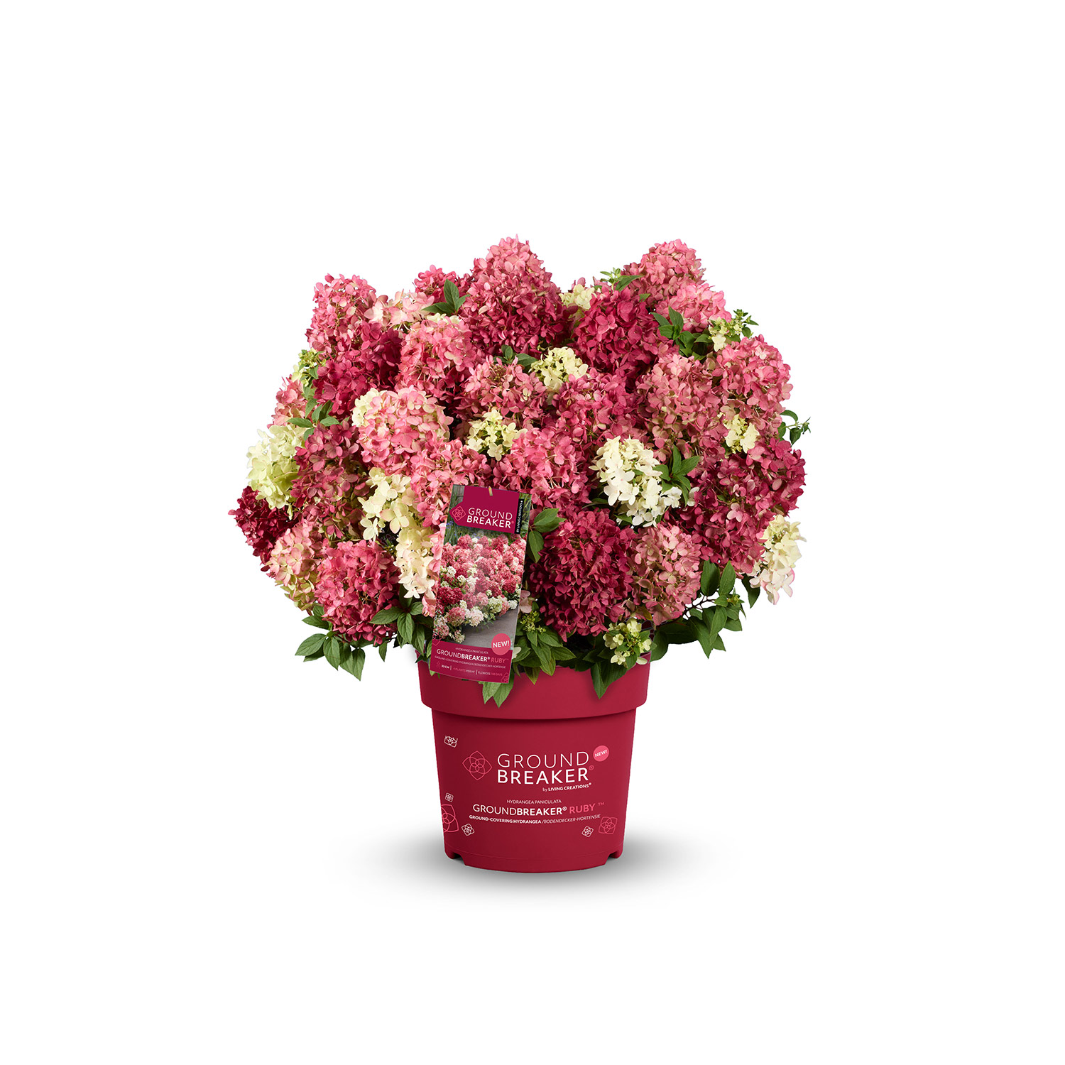 Zwerg-Rispenhortensie 'Groundbreaker® Ruby' 5 Liter Topf