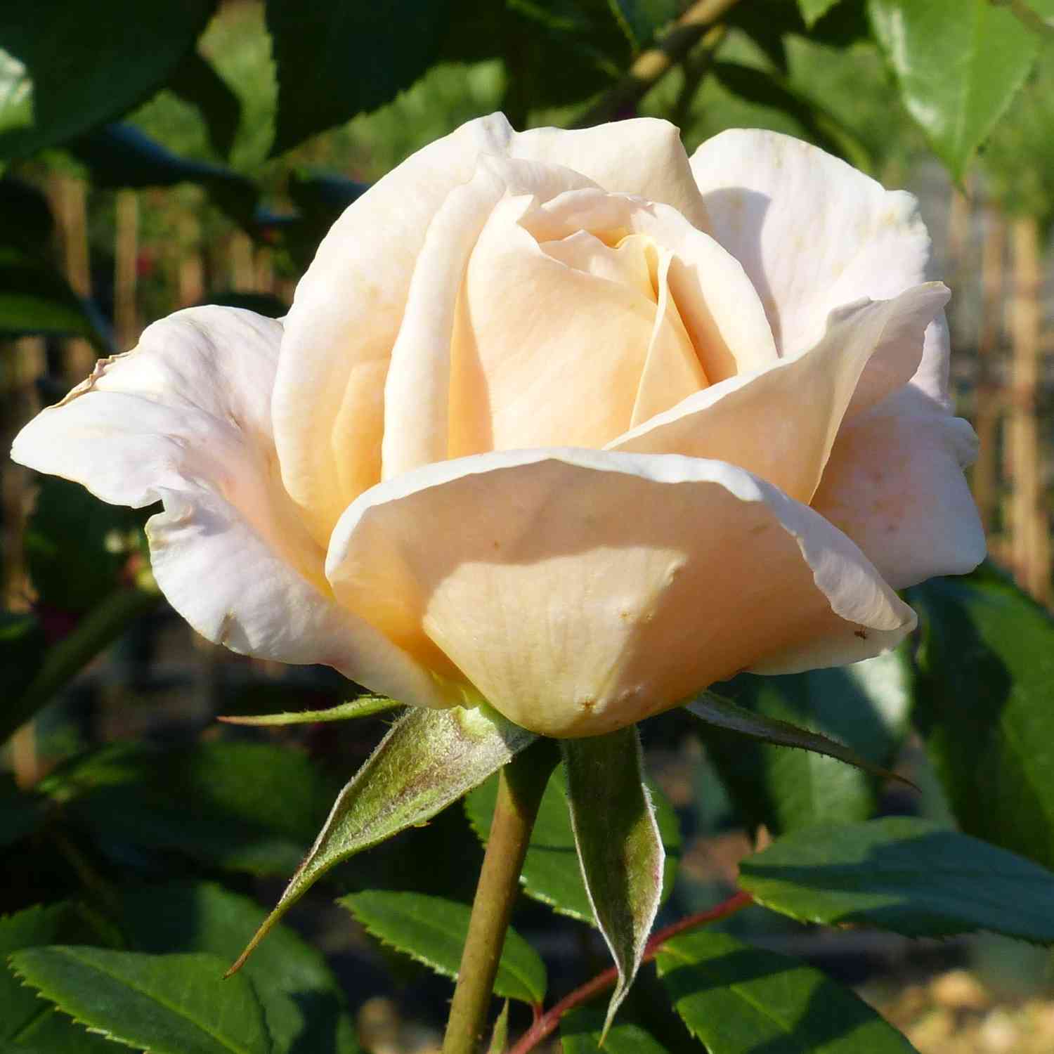 Beetrose 'Lions-Rose®'