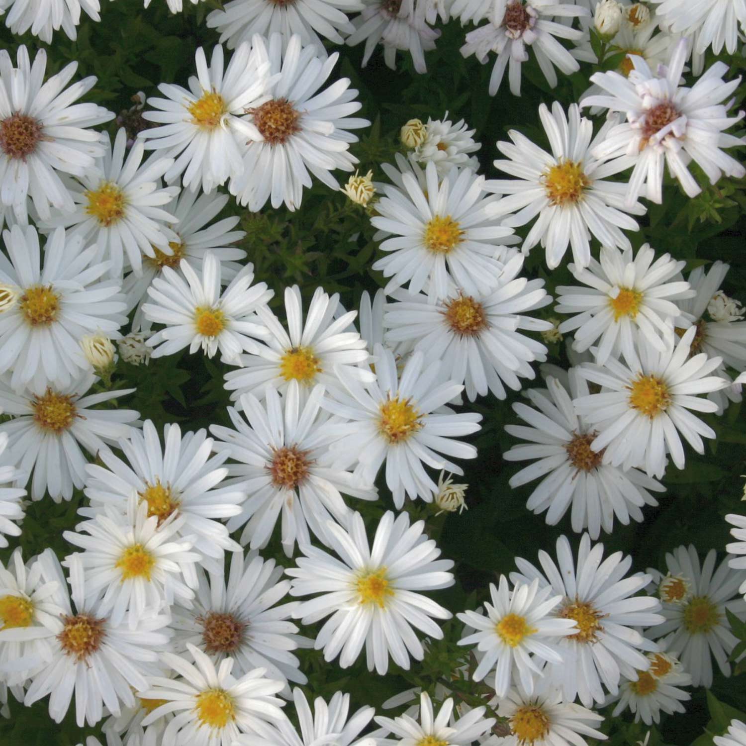 Kissen-Aster 'Niobe' Lieferform: Im Topf