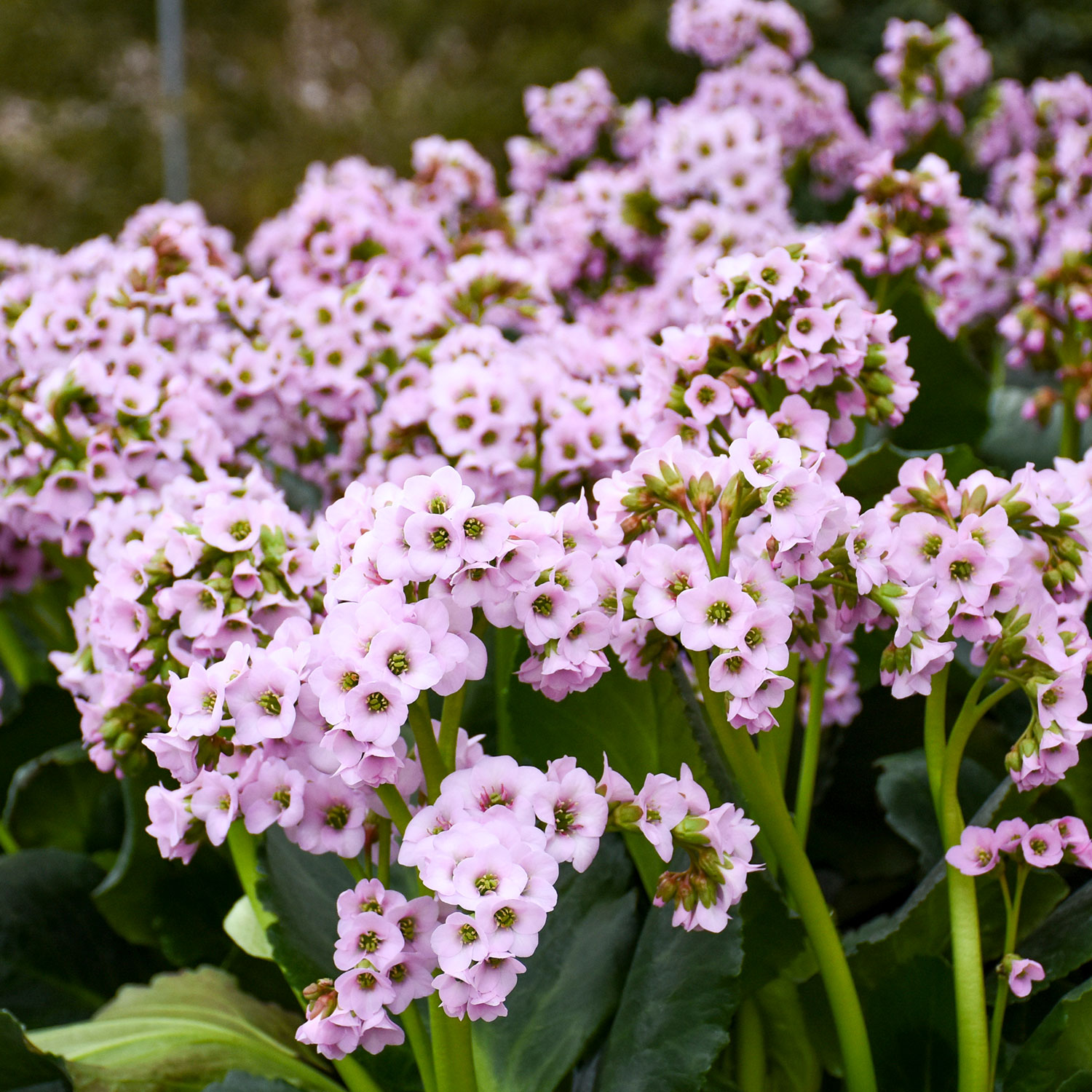 Bergenie 'Fairytale Romance' Lieferform: Im 9 cm Topf
