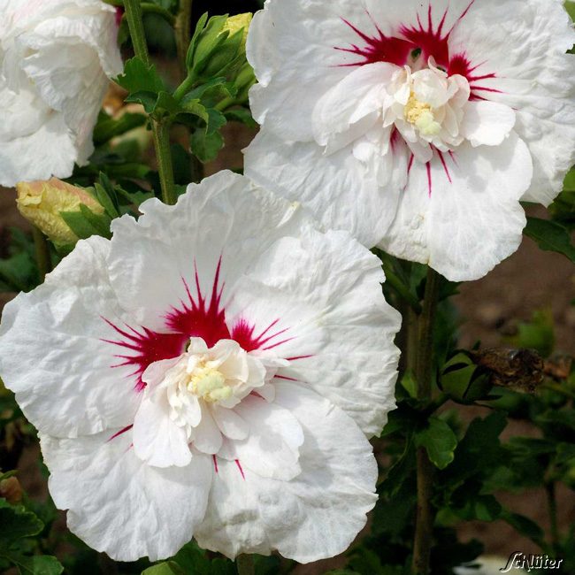 Kategorie <b>Blütensträucher und Ziergehölze </b> - Garteneibisch 'French Point®', 3 - 5 Liter, 60 - 80 cm Liefergröße: 60 - 80 cm - Hibiscus 'French Point'