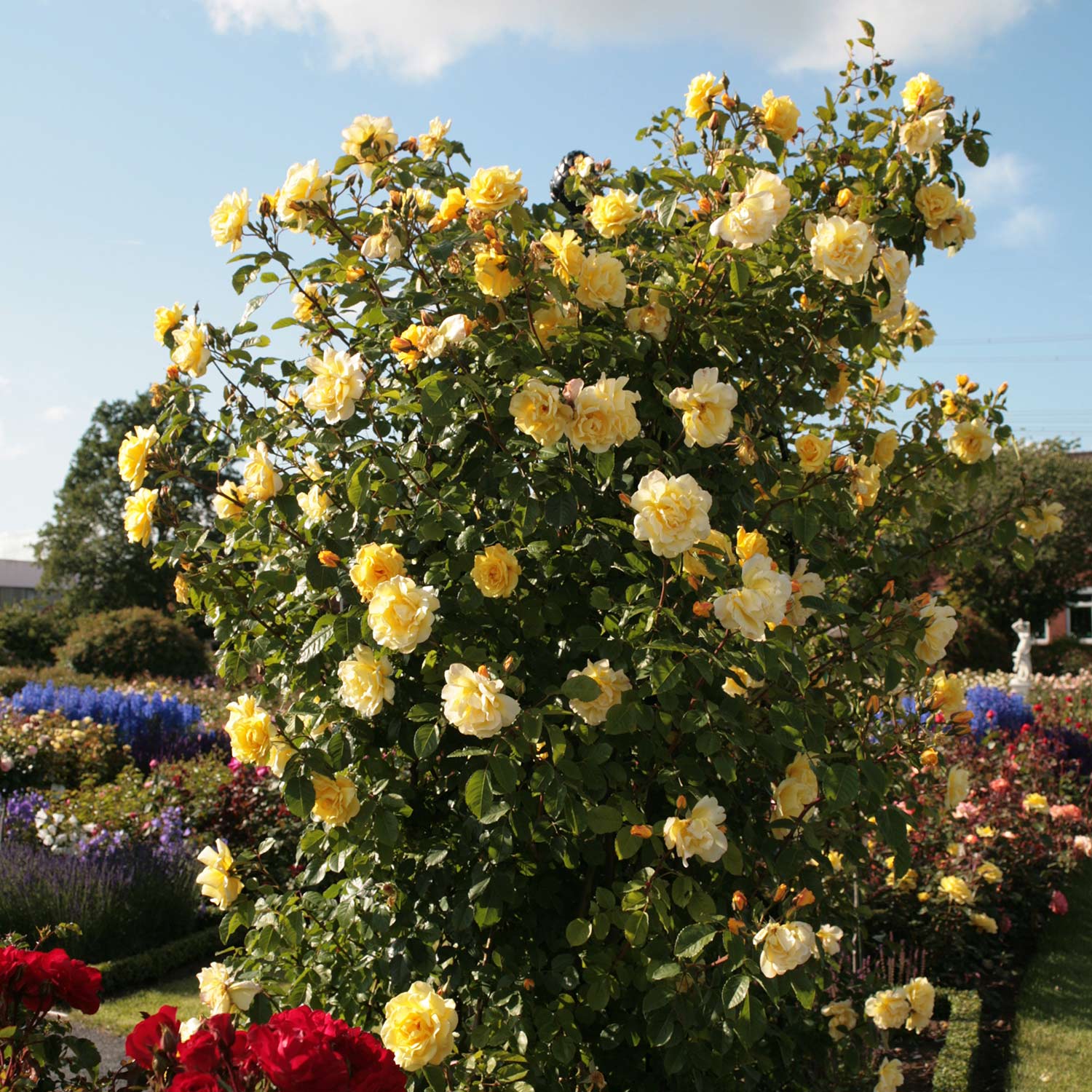 Edelrosen - Kletterrose 'Golden Gate®' ADR- Rose, 5 Liter, 3 starke Triebe, A-Qualität Lieferform: Im 6 Liter Topf - Rosa 'Golden Gate®'