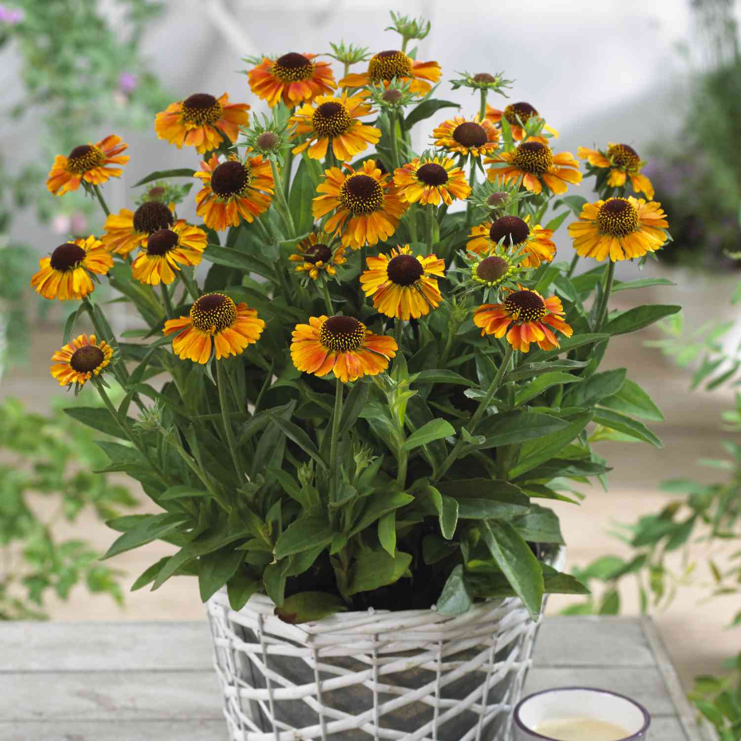 Sonnenbraut 'Short'n Sassy' Sonnenbraut 'Short'n Sassy'