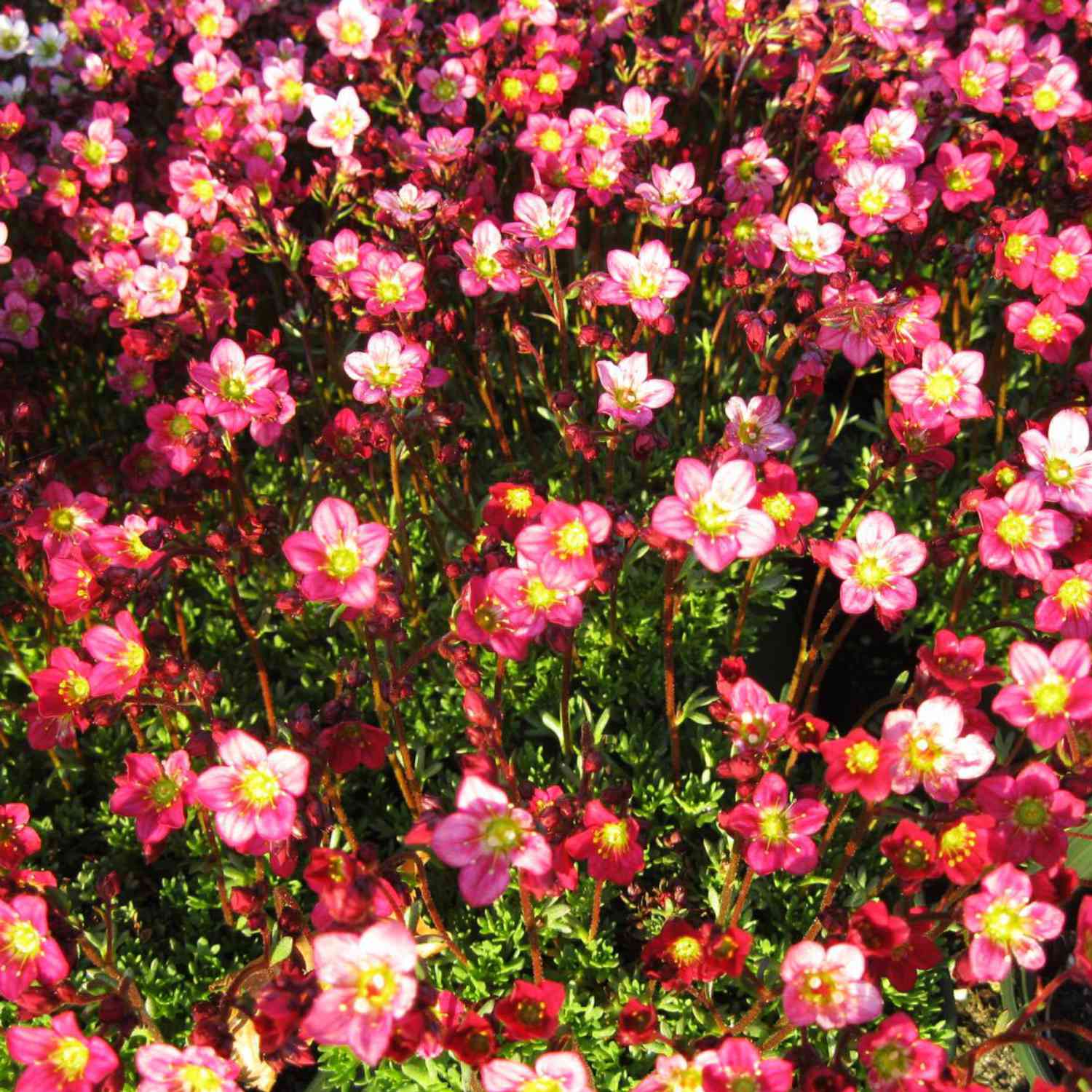 Moos-Steinbrech 'Peter Pan' Moos-Steinbrech 'Peter Pan'