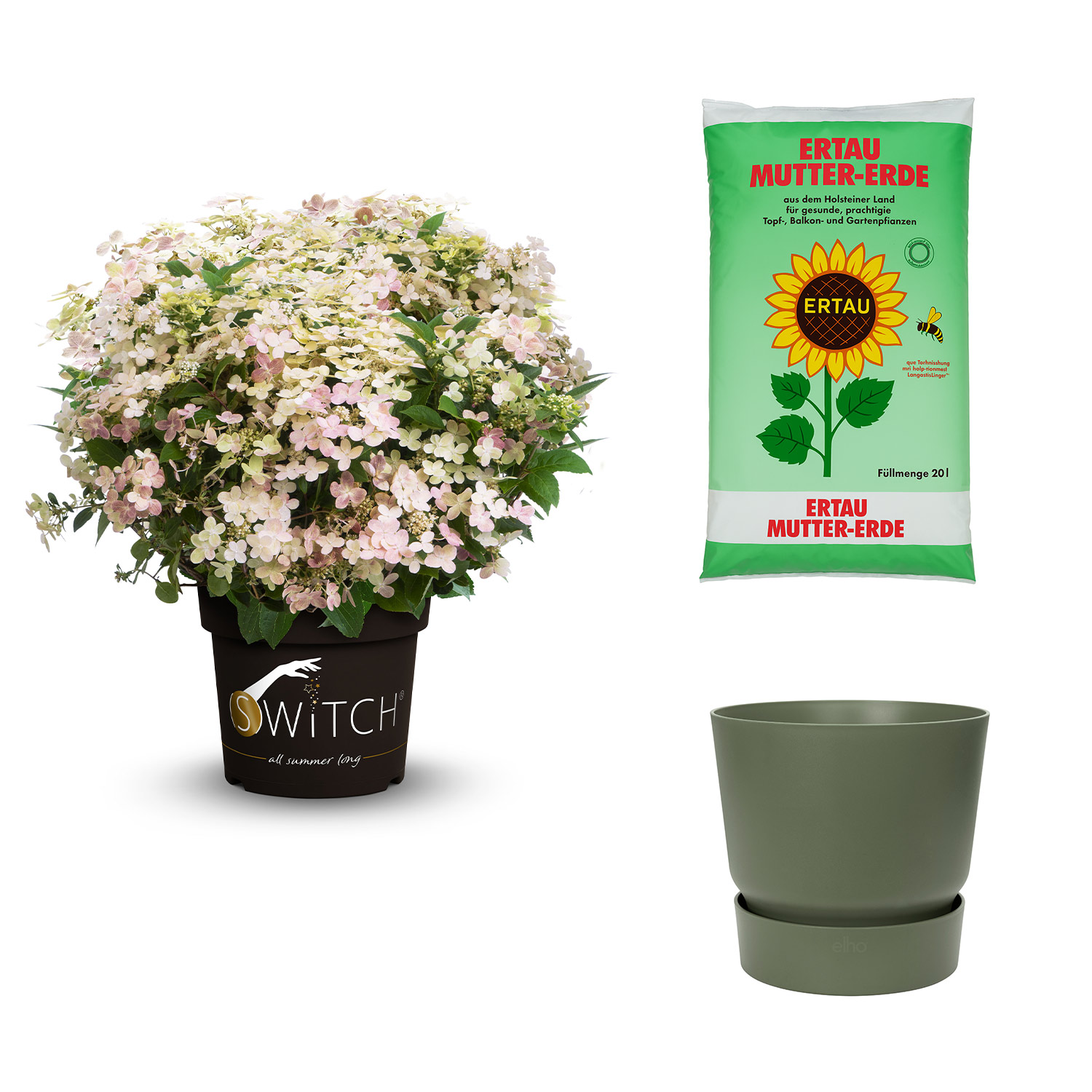 Kategorie <b>Produkt ohne Kategoriezuordnung </b> - Mini-Rispenhortensie 'Switch®  Ophelia' mit Topf grün mit Gartenerde 20 Liter Liefergröße: ,  1 Rispenhortensie & 1 Pflanzkübel - Hydrange paniculata 'Switch Ophelia' mit Pflanzkübel