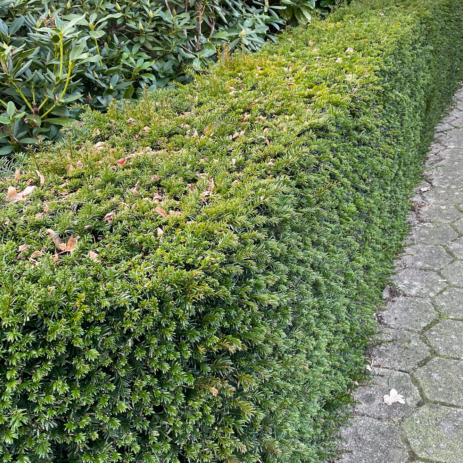 Eibe 'Groenland' Eibe 'Groenland'