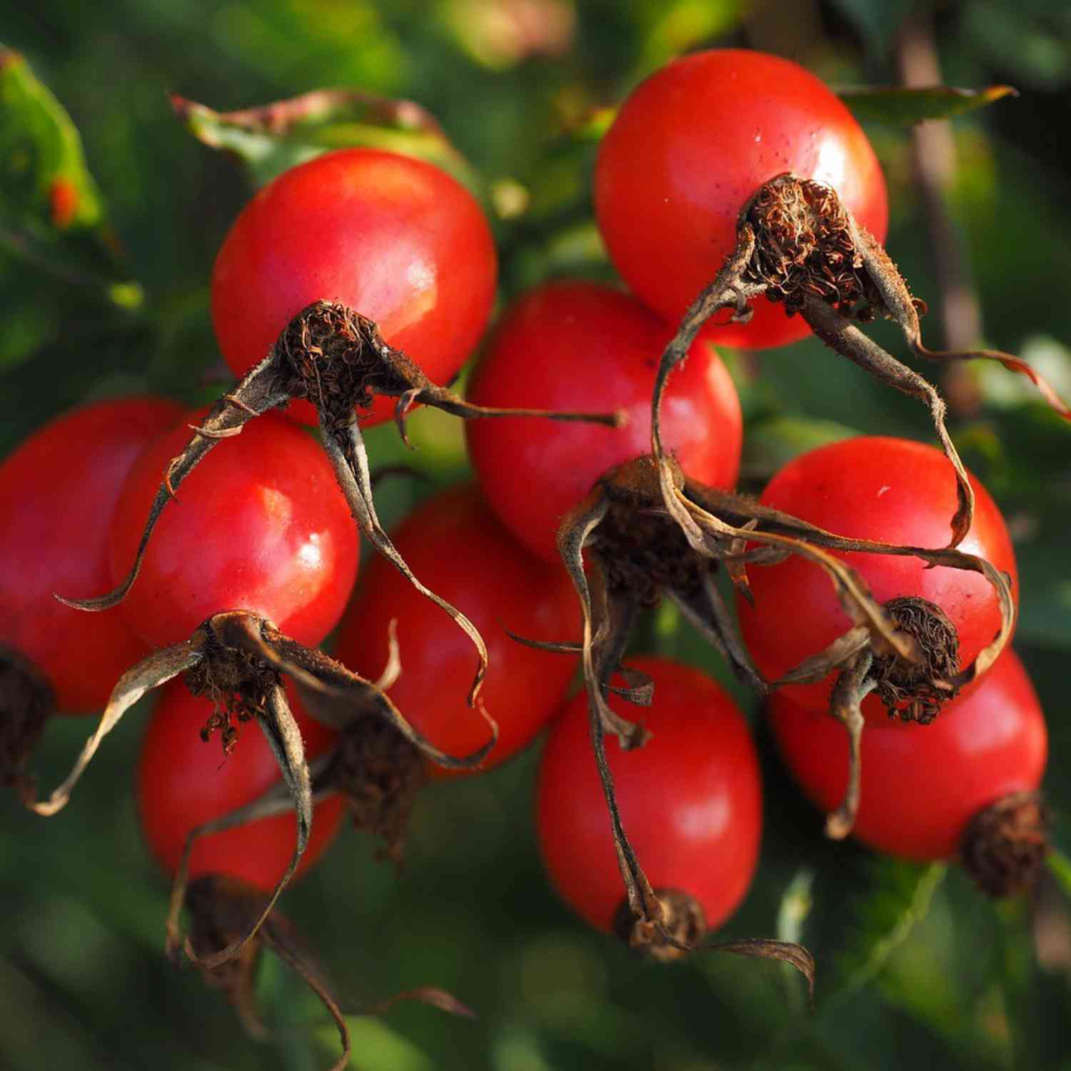 Rosa Canina,  Hundsrose Rosa Canina,  Hundsrose