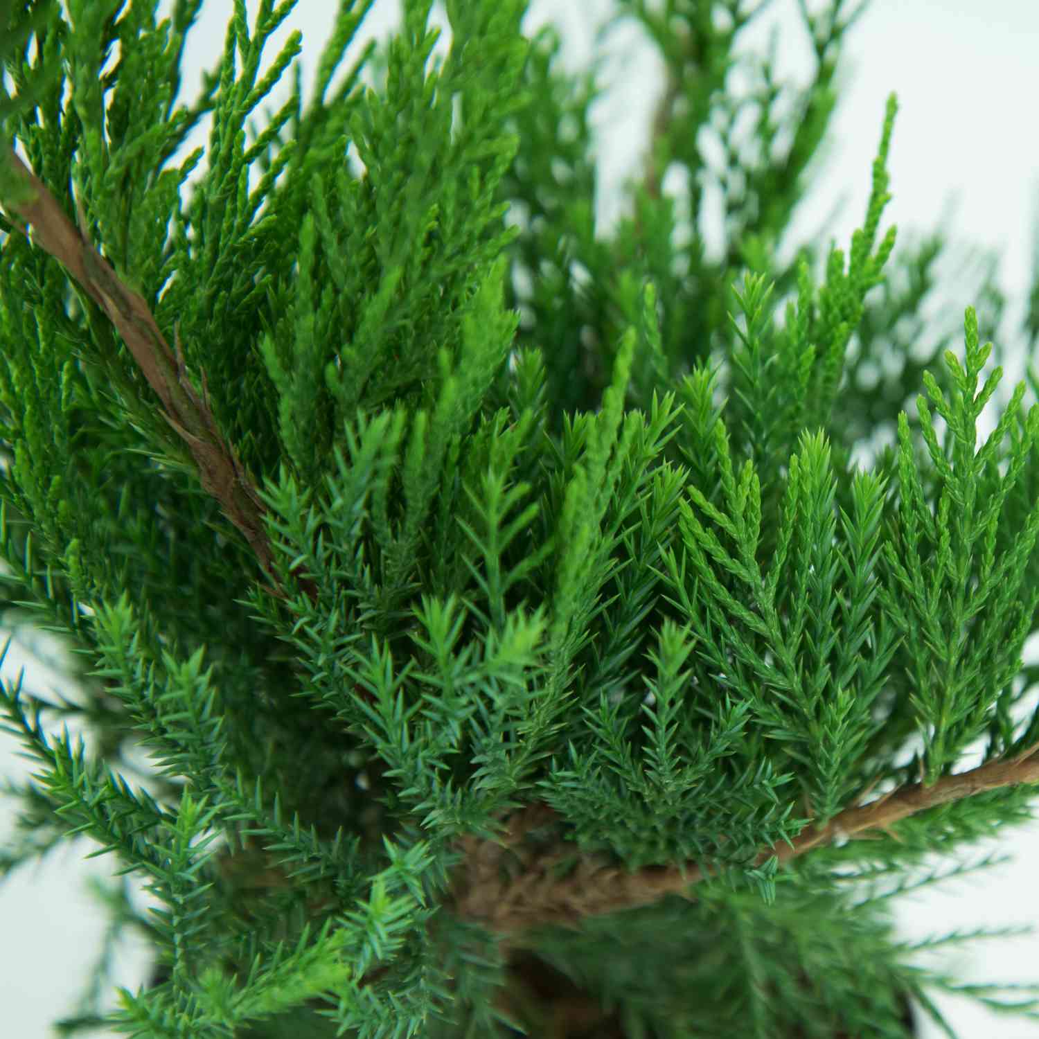Strauchwacholder 'Mint Julep'