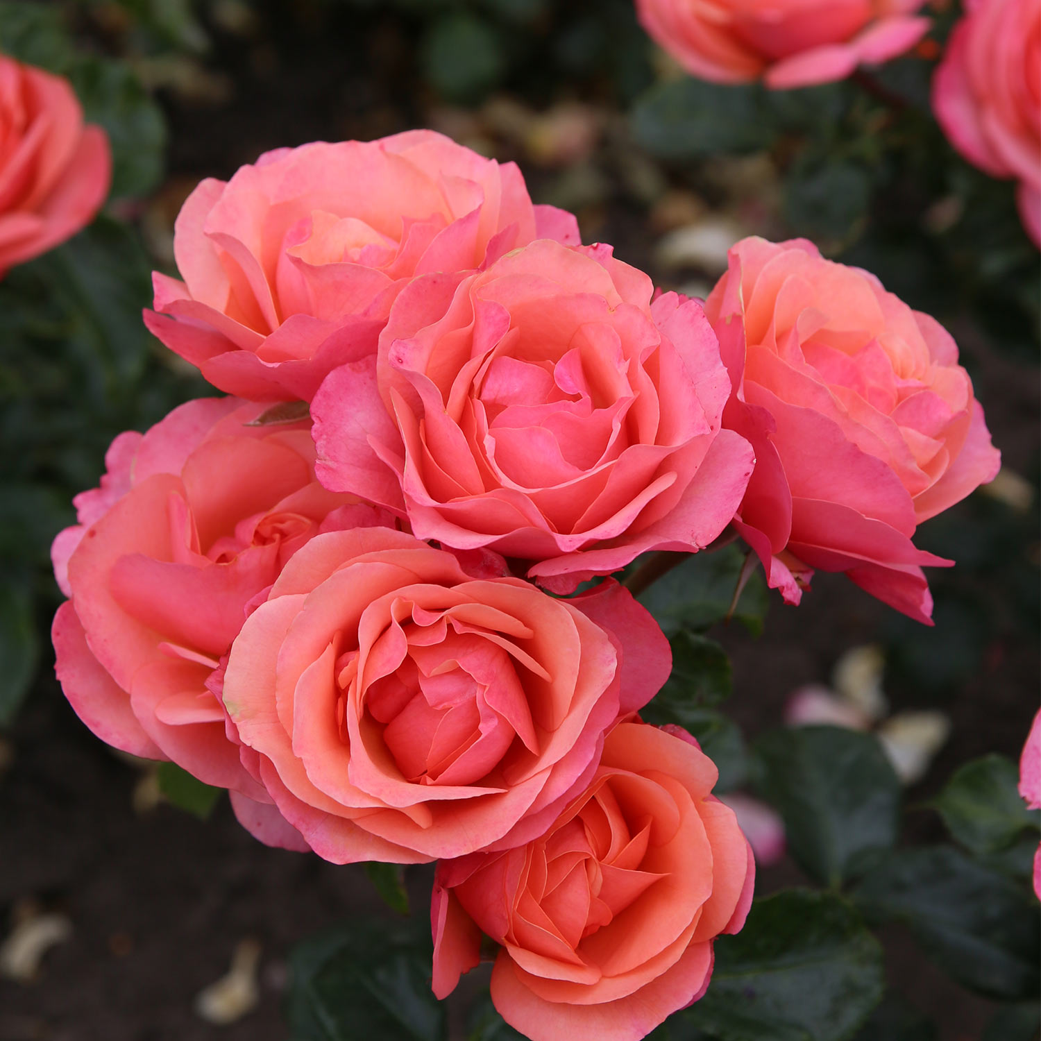 Kategorie <b>Produkt ohne Kategoriezuordnung </b> - Beetrose 'Coral Lions-Rose®' Lieferform: Im 6 Liter Topf - Rosa 'Coral Lions-Rose®'