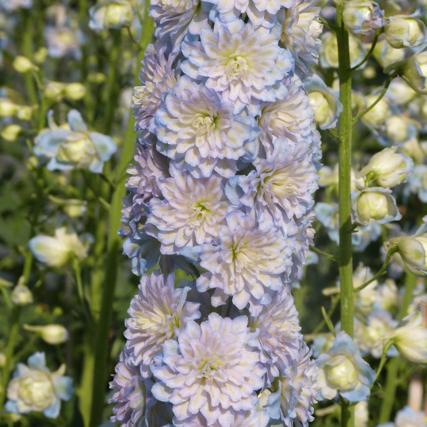Hoher Rittersporn Highlander 'Moonlight' Lieferform: Im 9 cm Topf