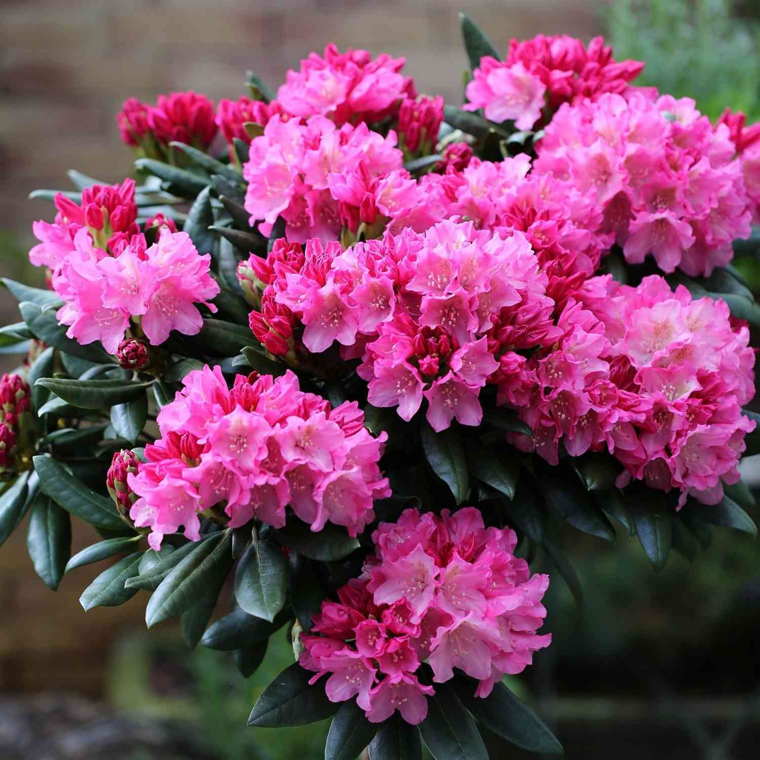 Ball-Rhododendron 'Kalinka'