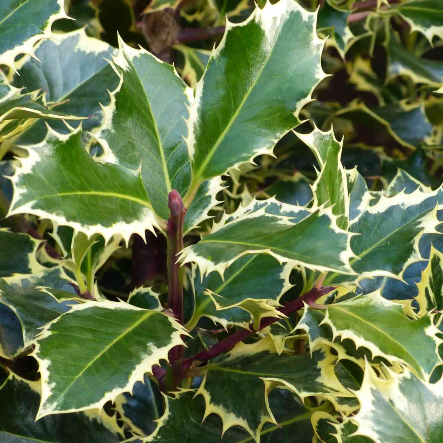 Weißbunte Stechpalme 'Argentea Marginata'