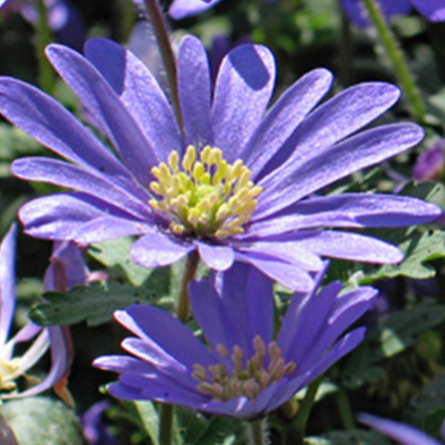 Strahlen-Anemone 'Blue Shades' - 15 Stück Liefergröße: Zwiebelgröße 5/+