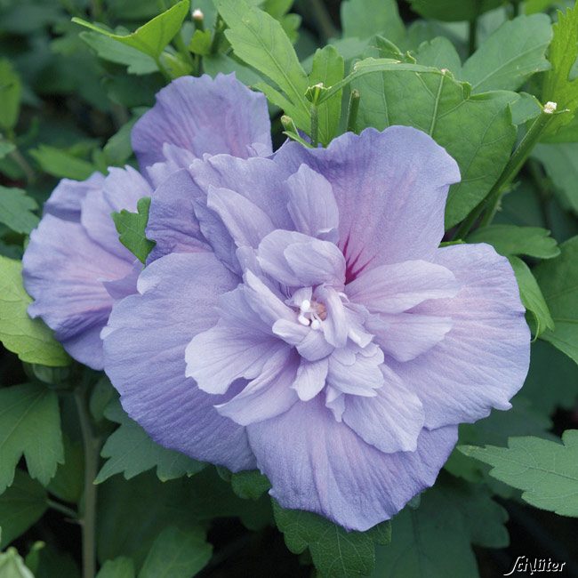 Kategorie <b>Blütensträucher und Ziergehölze </b> - Garteneibisch 'Blue Chiffon', 3 - 5 Liter, 40 - 60 cm Liefergröße: 40 - 60 cm - 