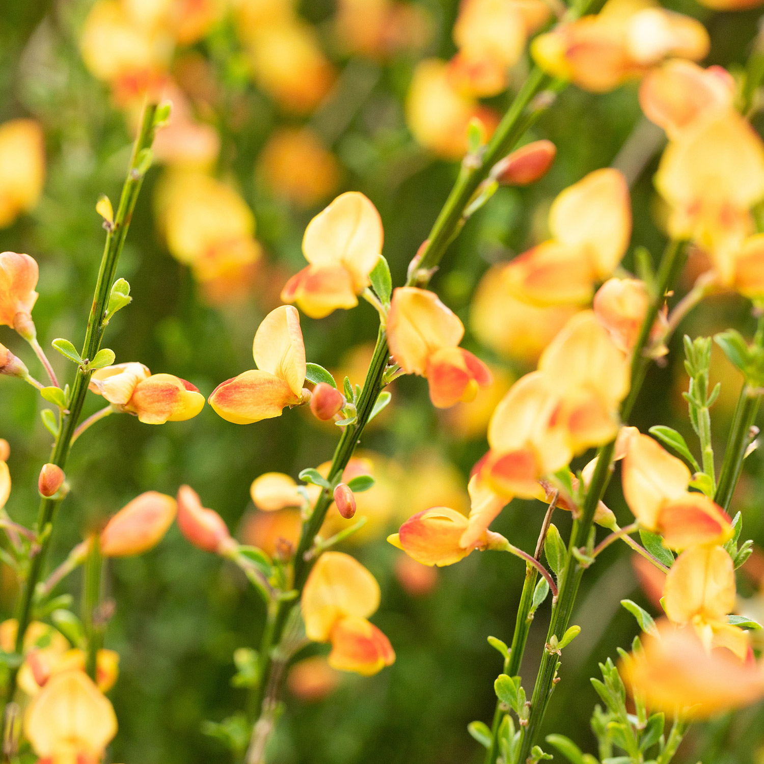 Kategorie <b>Blütensträucher und Ziergehölze </b> - Elfenbeinginster 'Apricot Gem' Liefergröße: 40-60cm - Cytisus 'Apricot Gem'