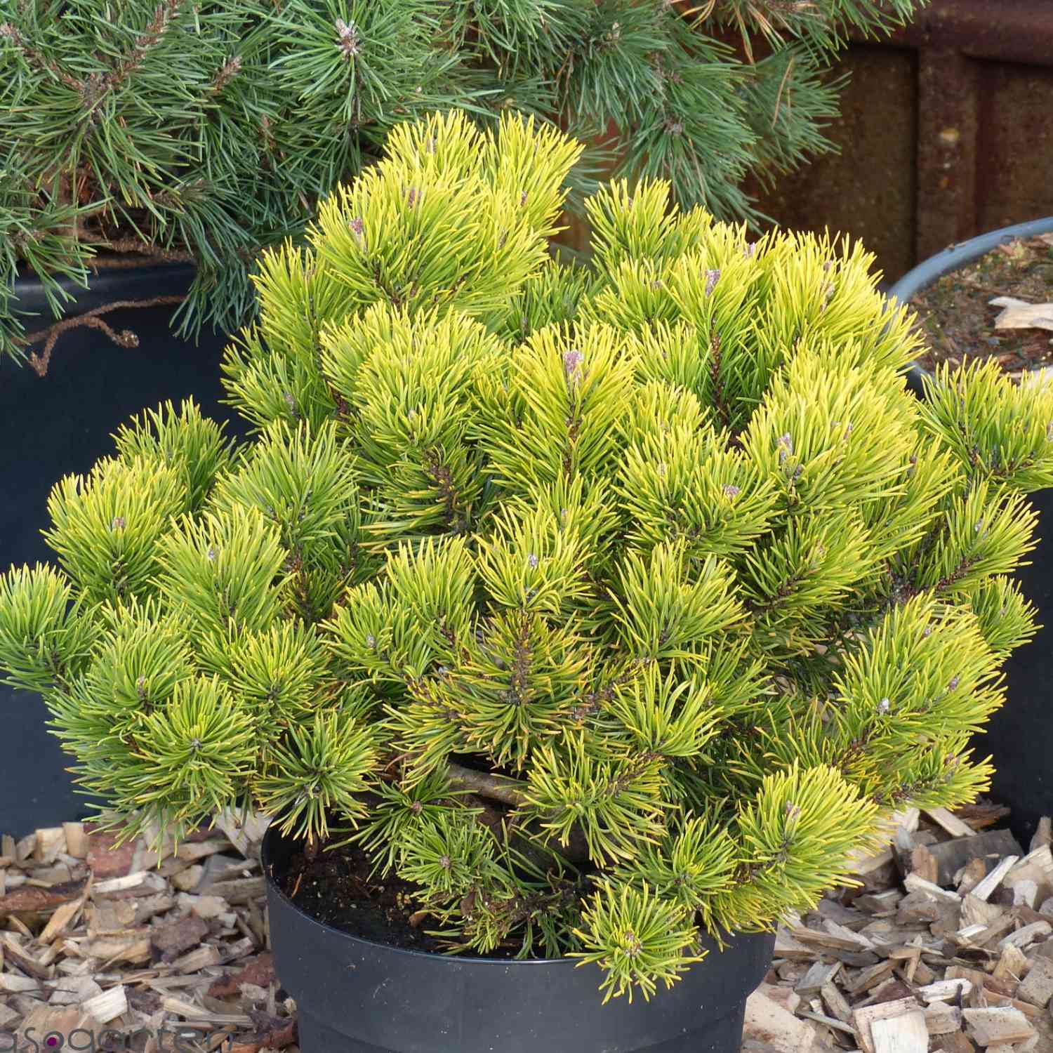 Gelbe Zwergkiefer 'Carsten´s Wintergold'