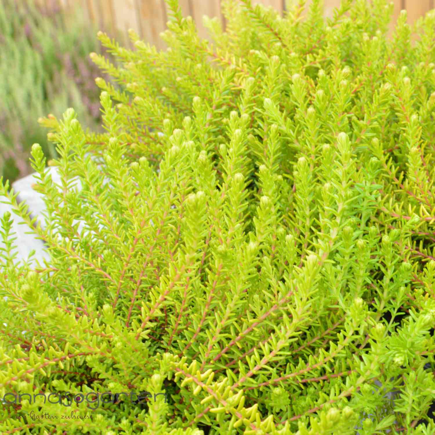 Bodendeckerheide 'Bernstein'