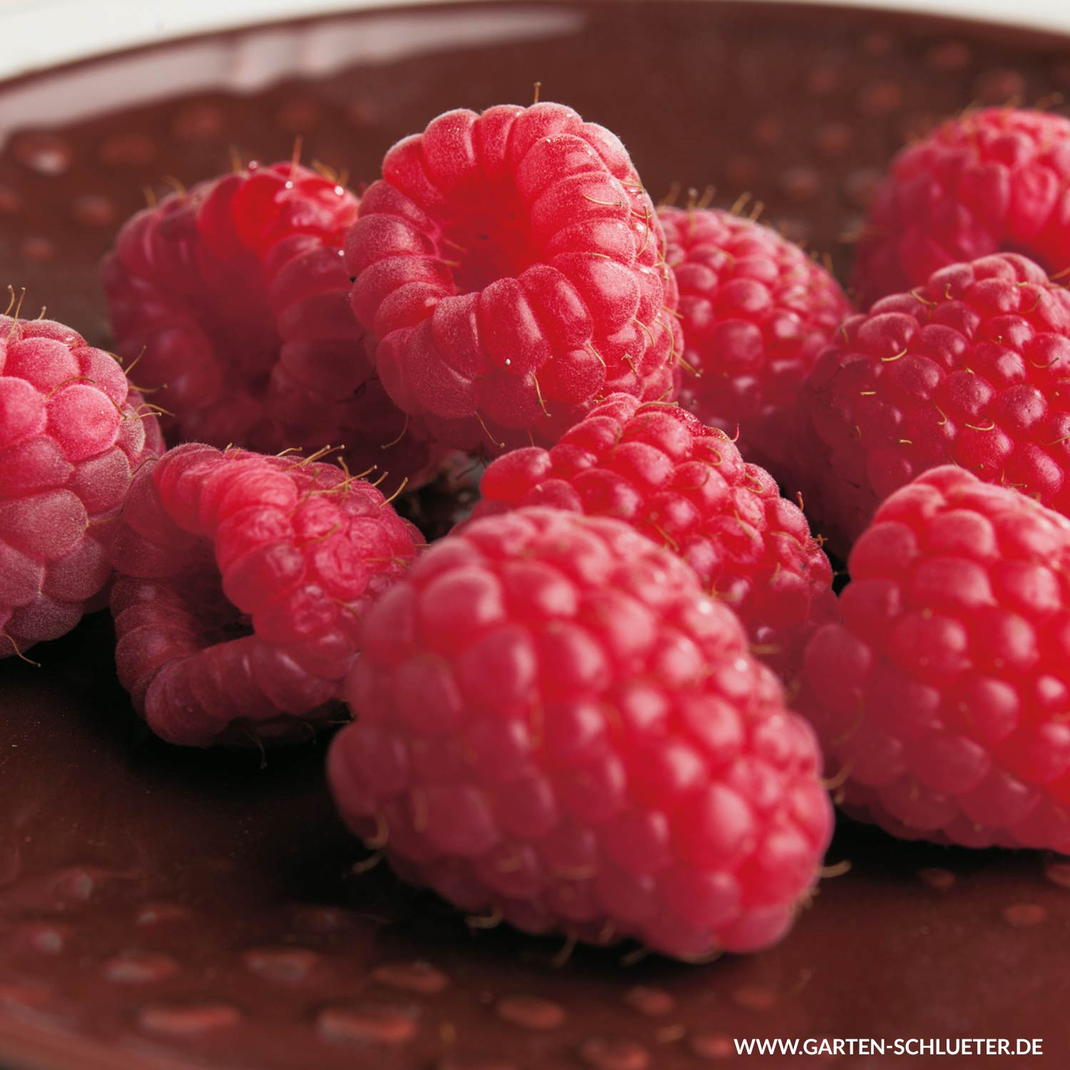 Himbeere 'Autumn Bliss®'