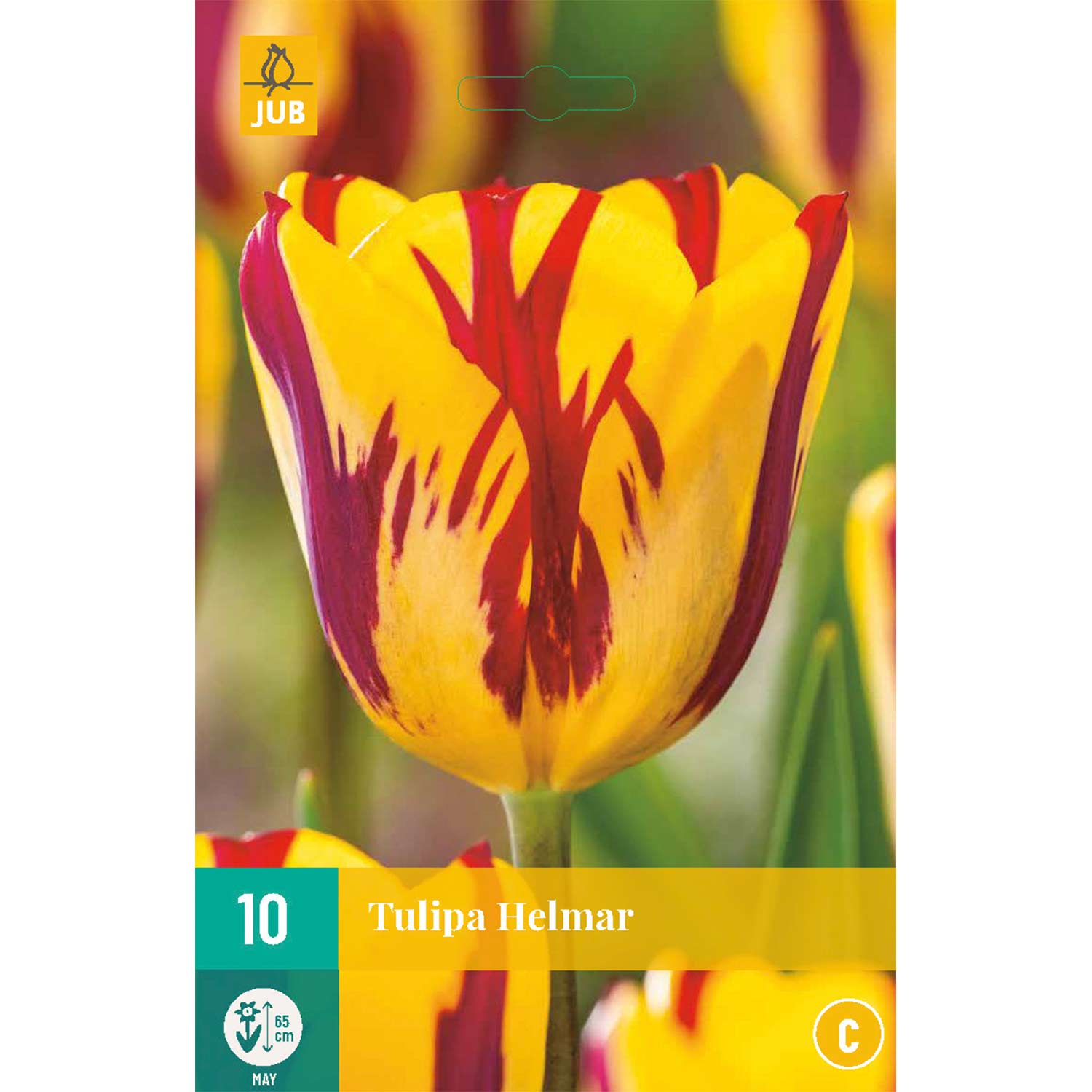Triumph-Tulpe 'Helmar®' - 7 Stück Liefergröße: Zwiebelgröße 11/12